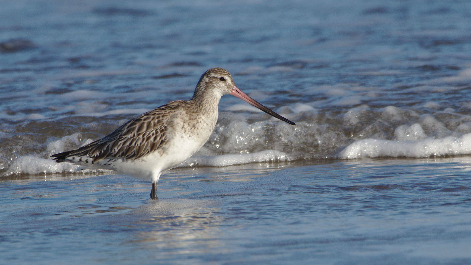 Bar-tailed Godwit