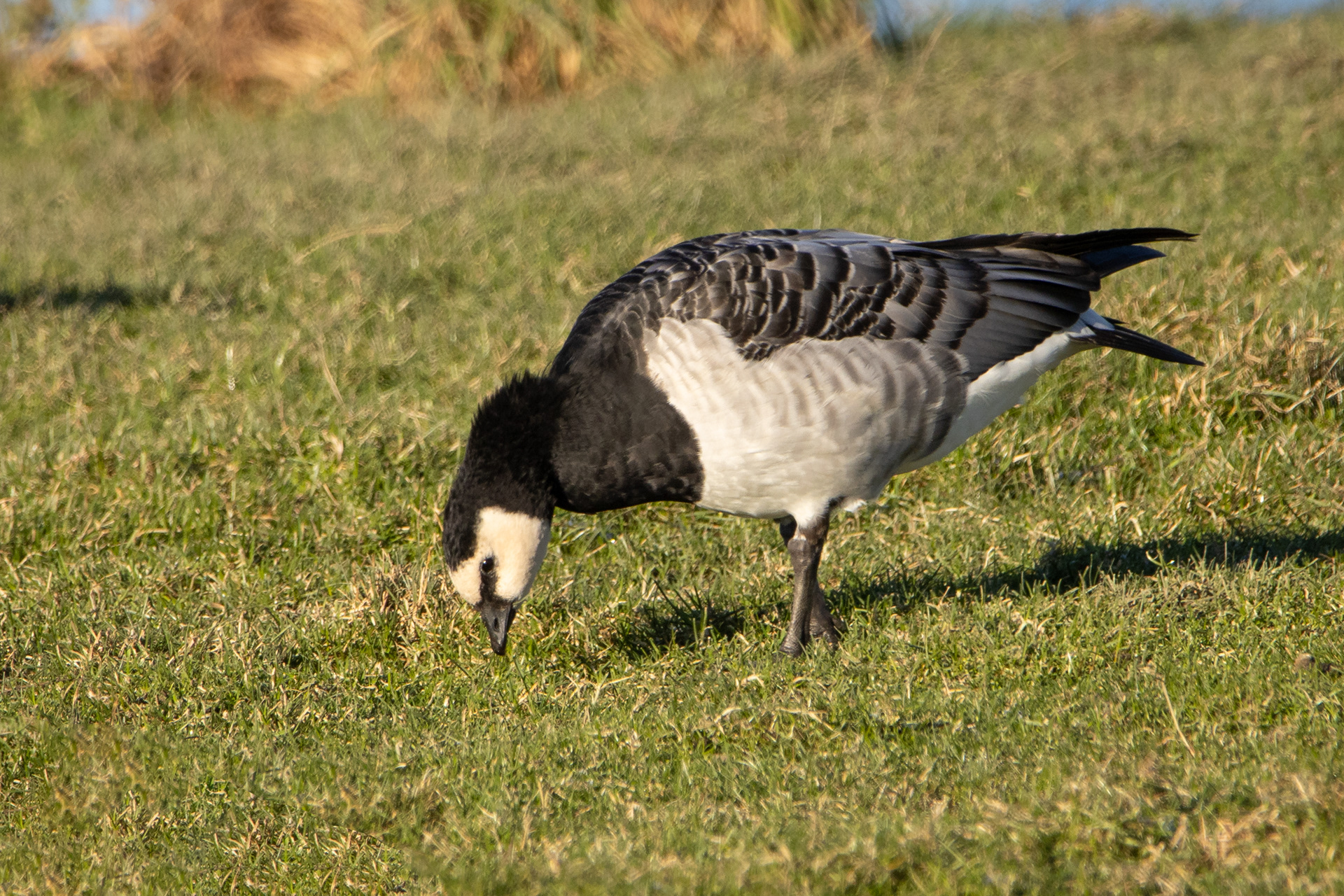 Barnacle Goose