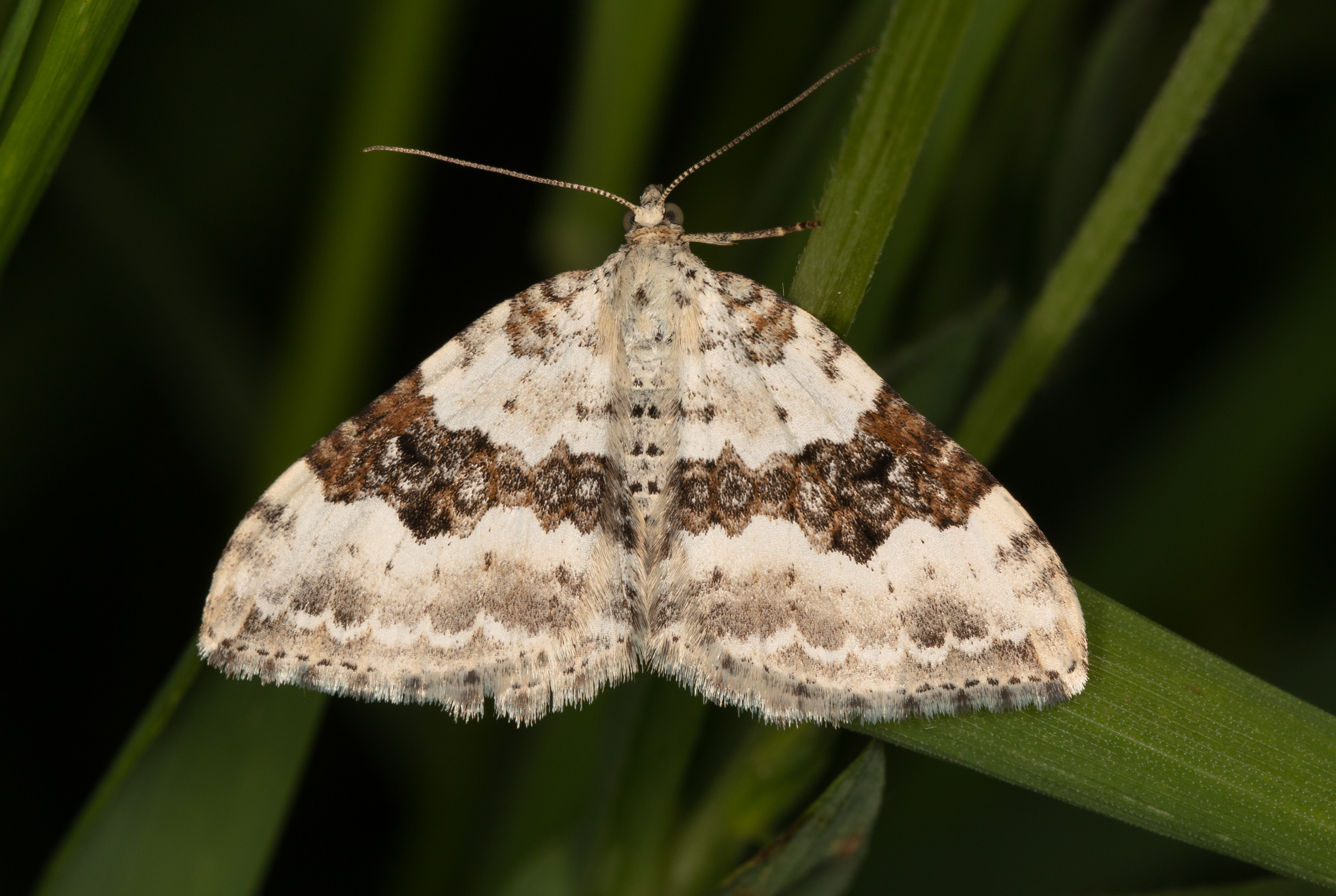 Silver-ground Carpet Moth