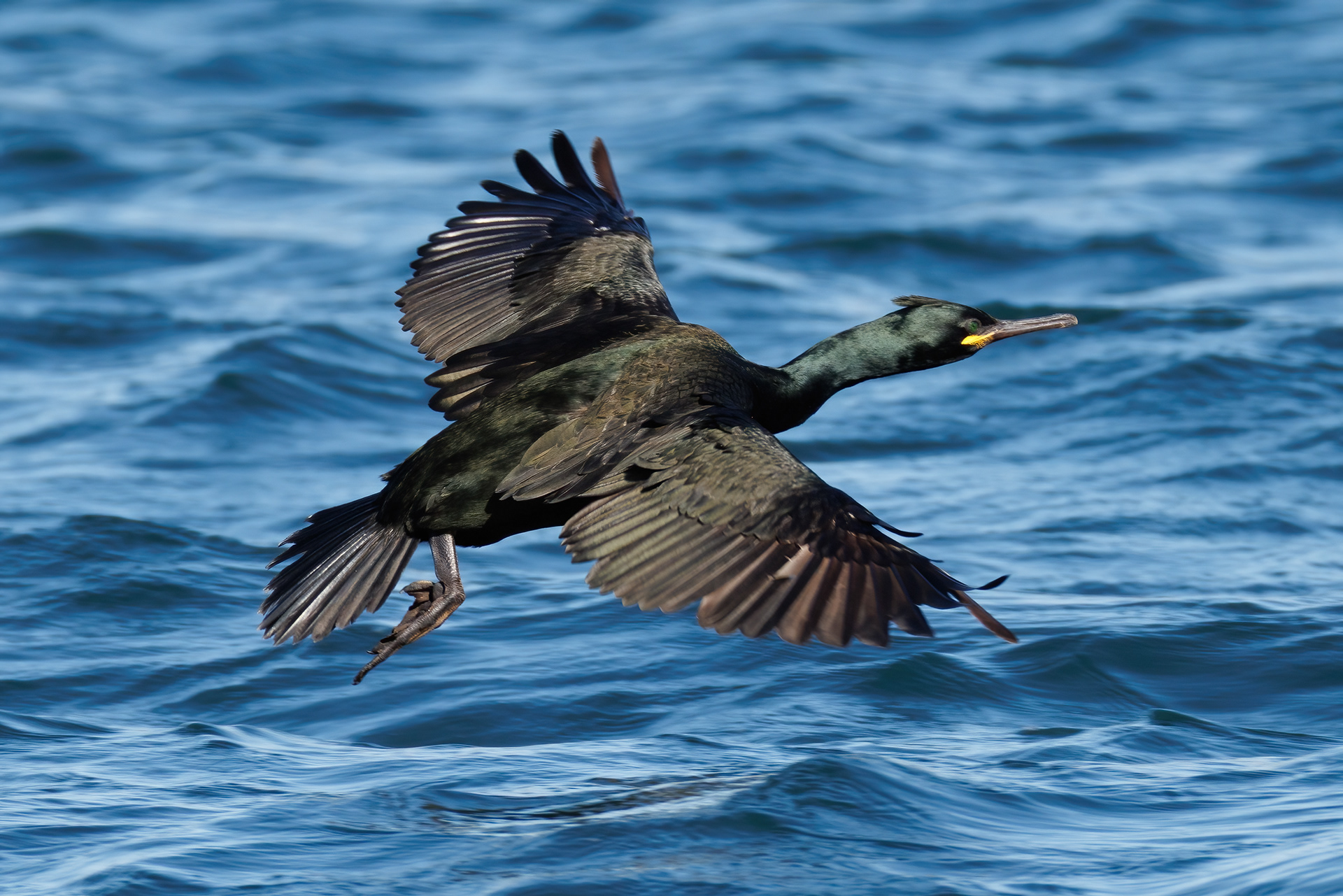 Shag