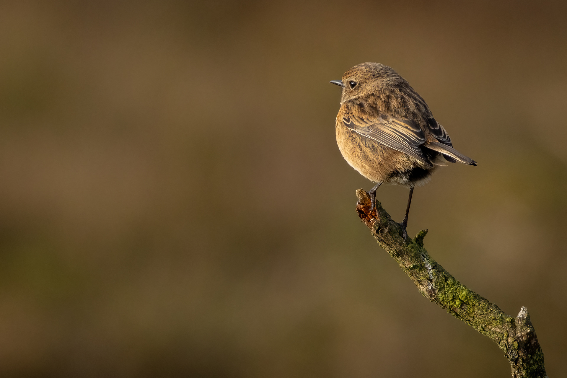 Stonechat (female)