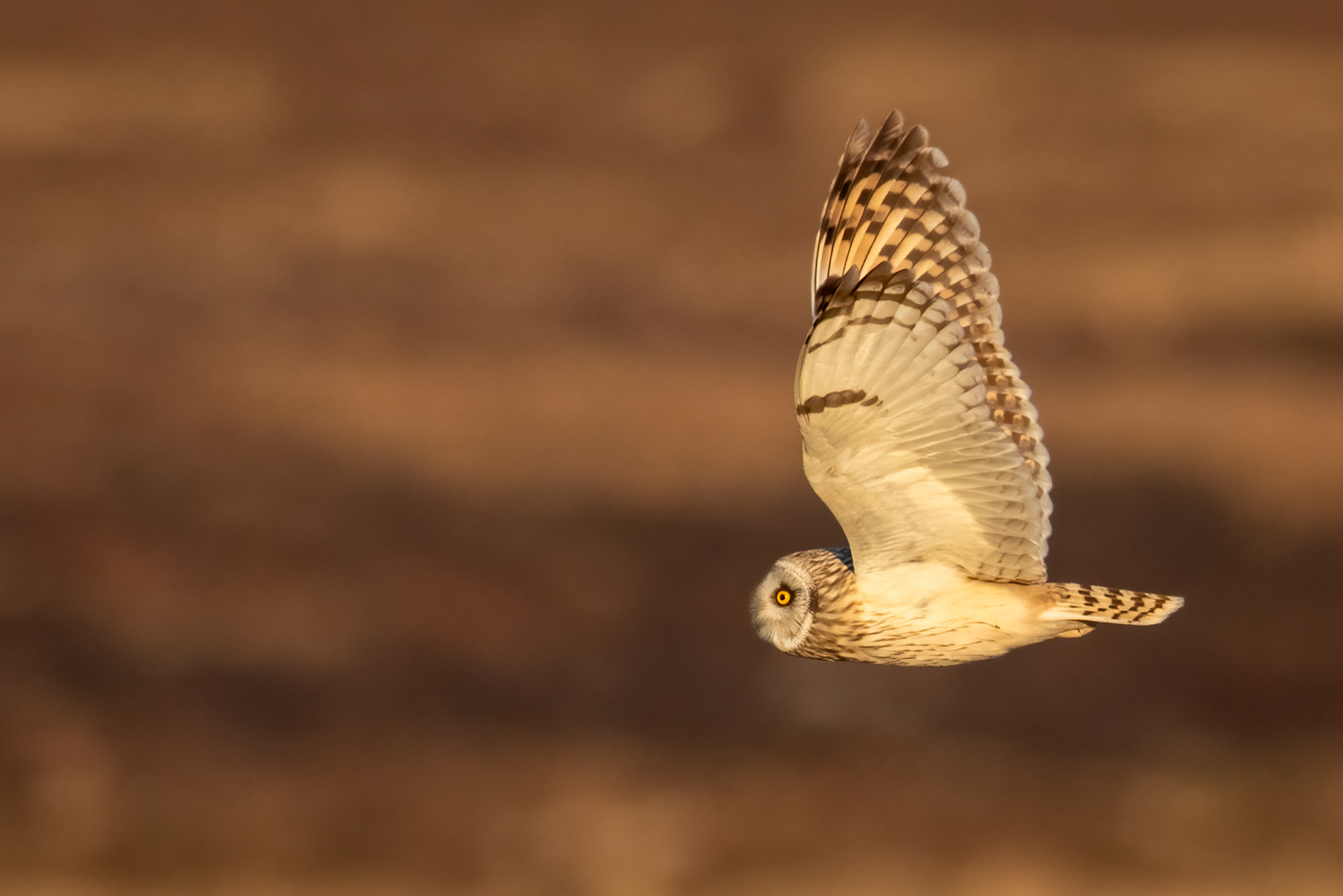 Short-eared Owl