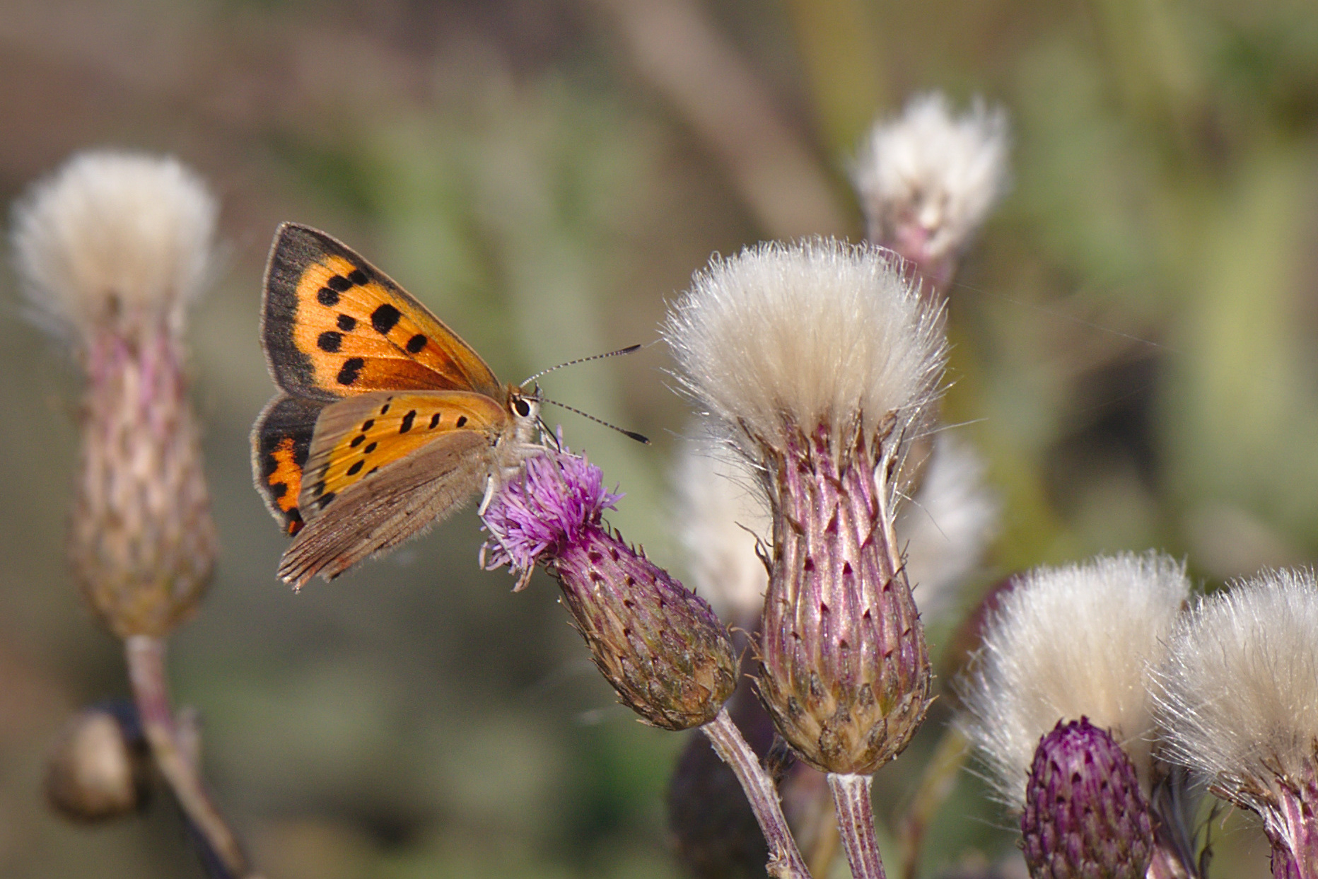 Small Copper Butterfly