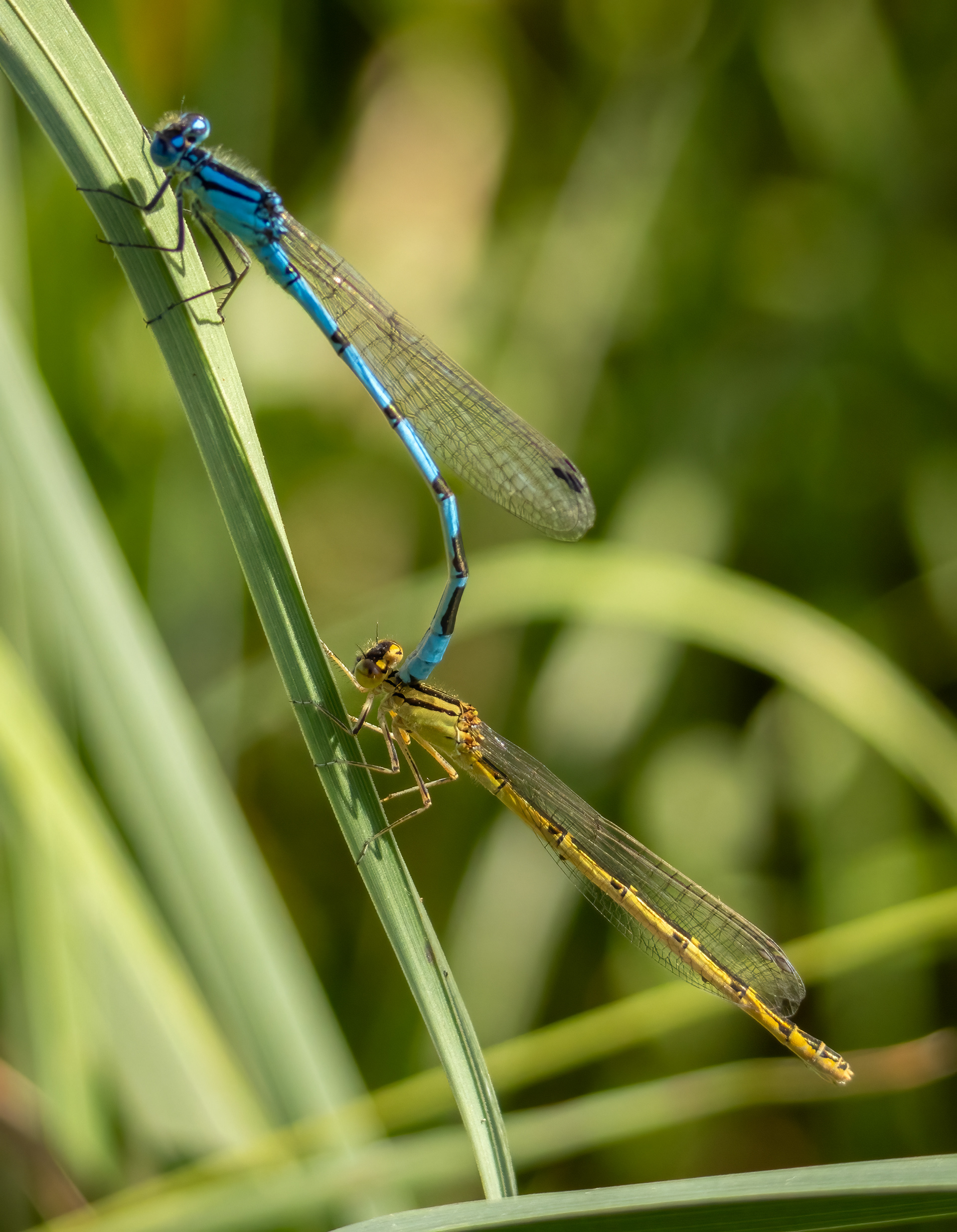 Common Blue Damselfiles (mating)