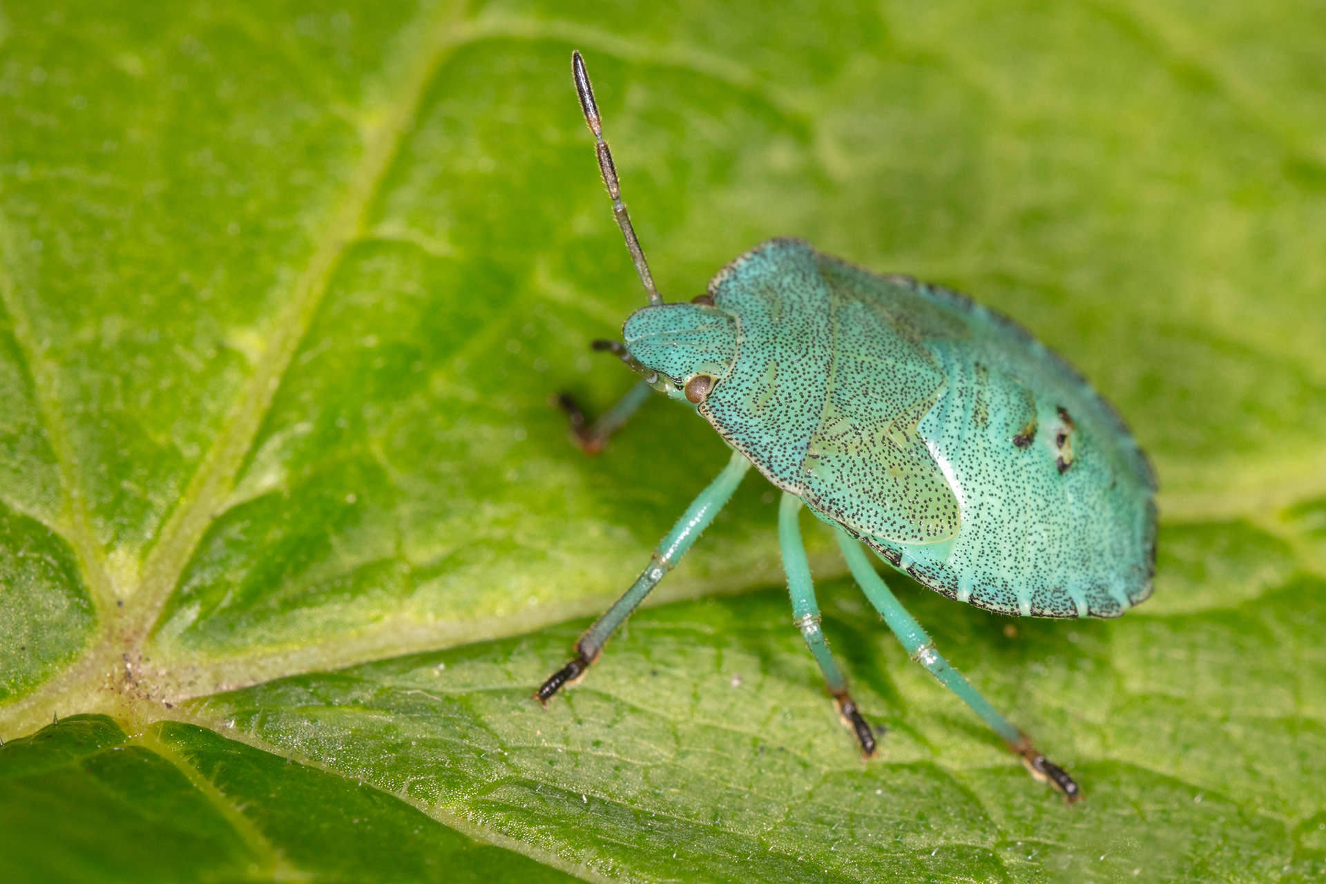 Green Shieldbug? (unusual colouring, 5th Instar))
