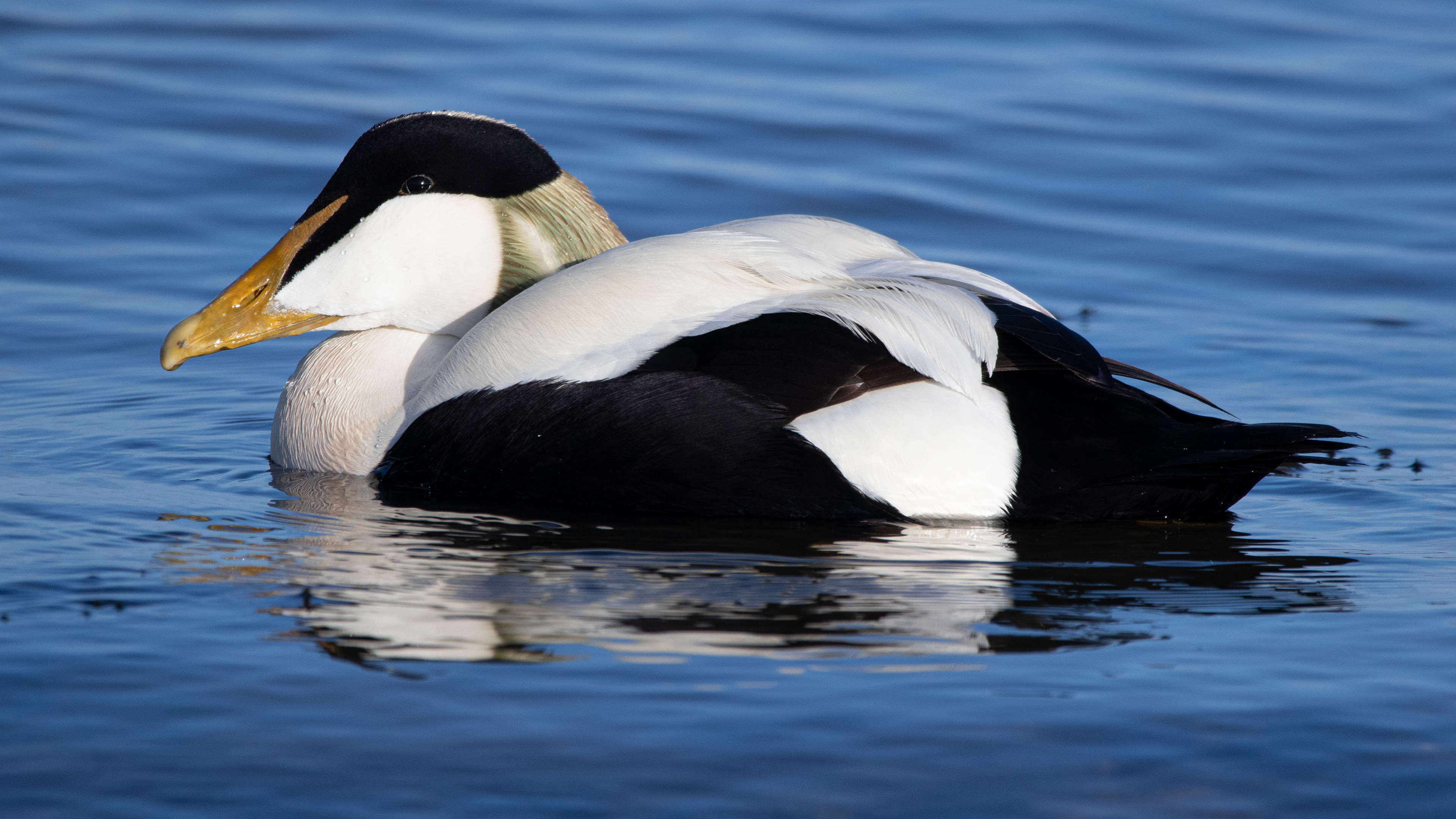 Eider (male)