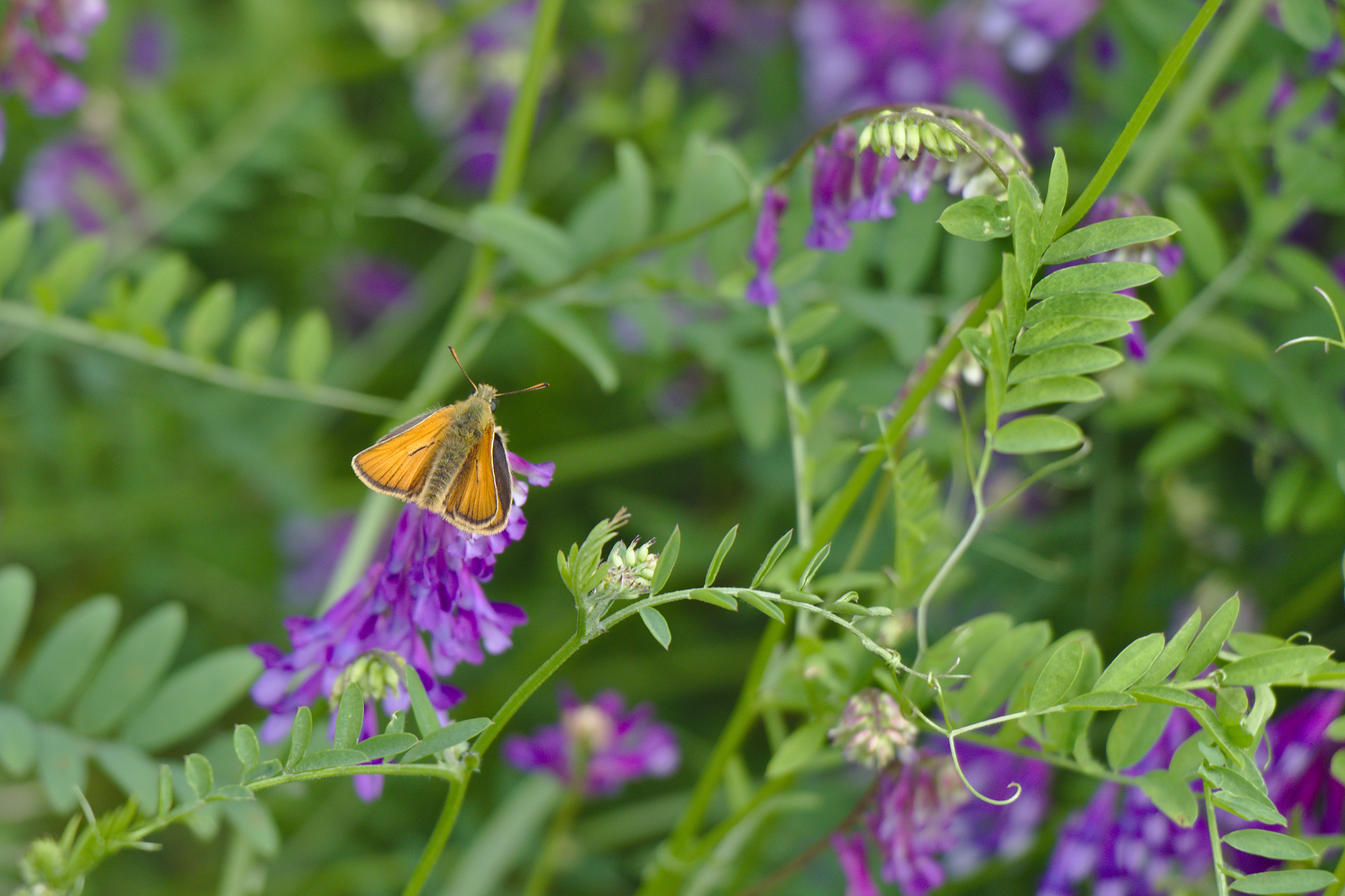 Small Skipper Butterfly