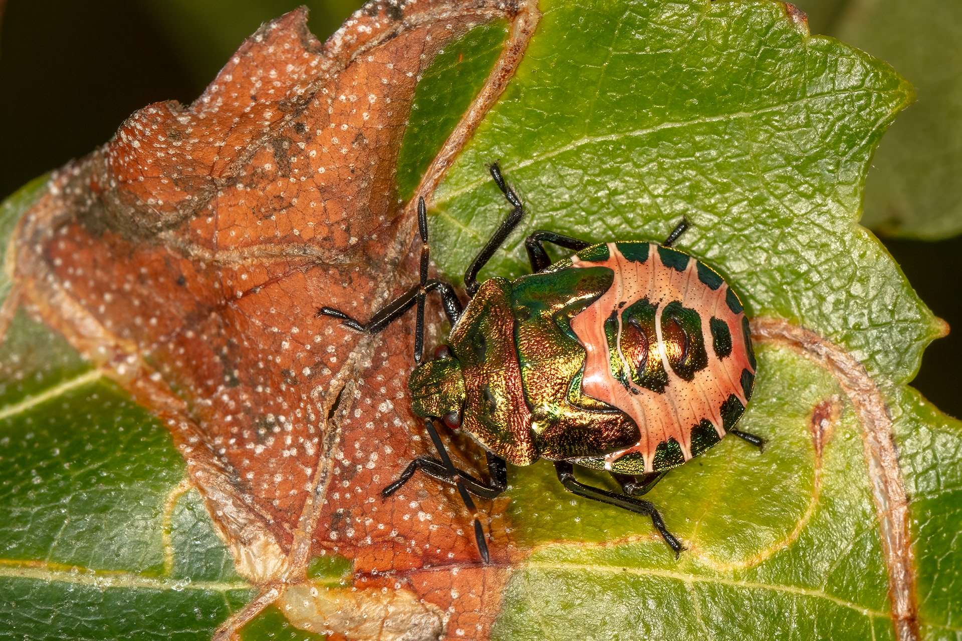 Bronze Shieldbug (Late Instar Red Form)