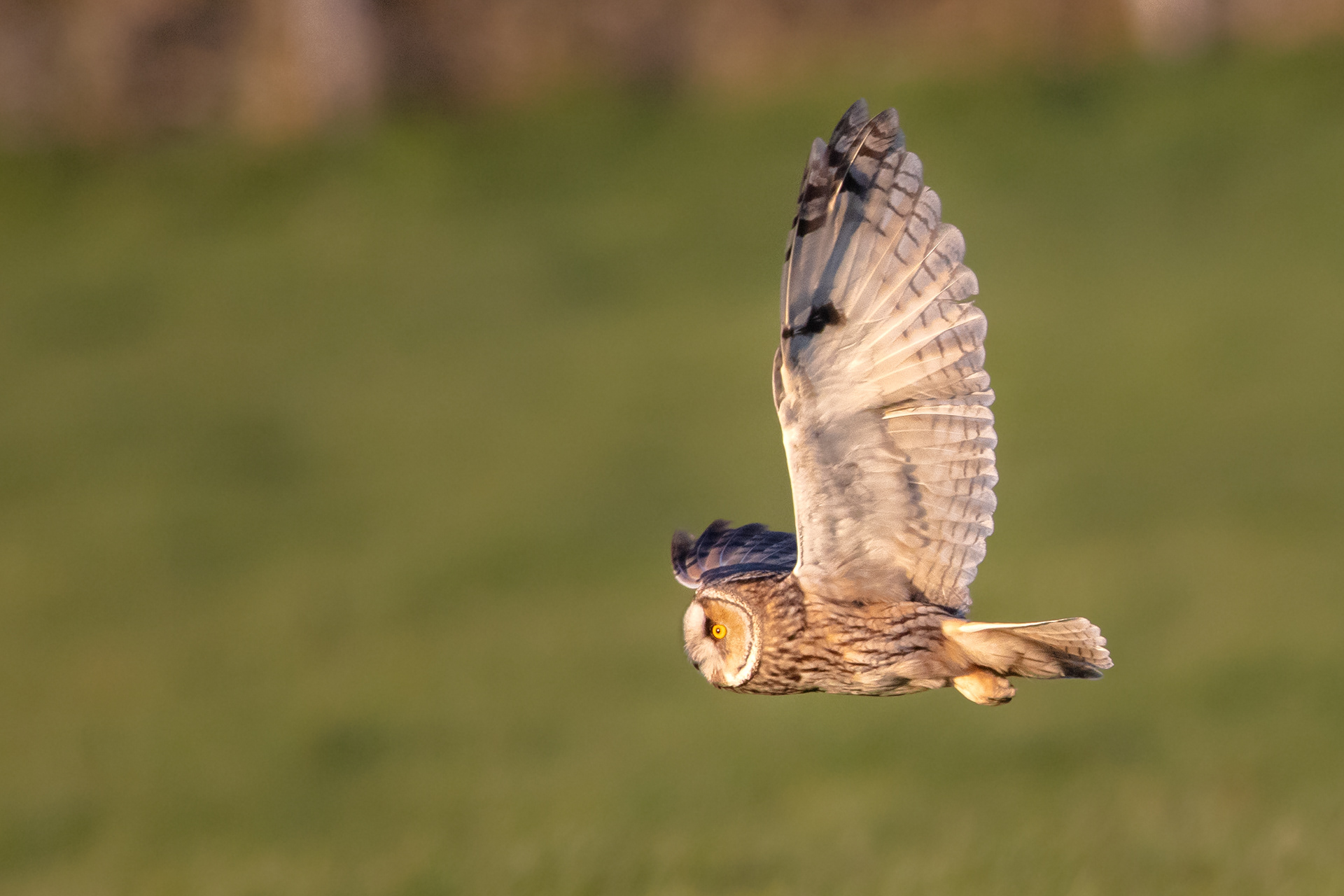Long-eared Owl