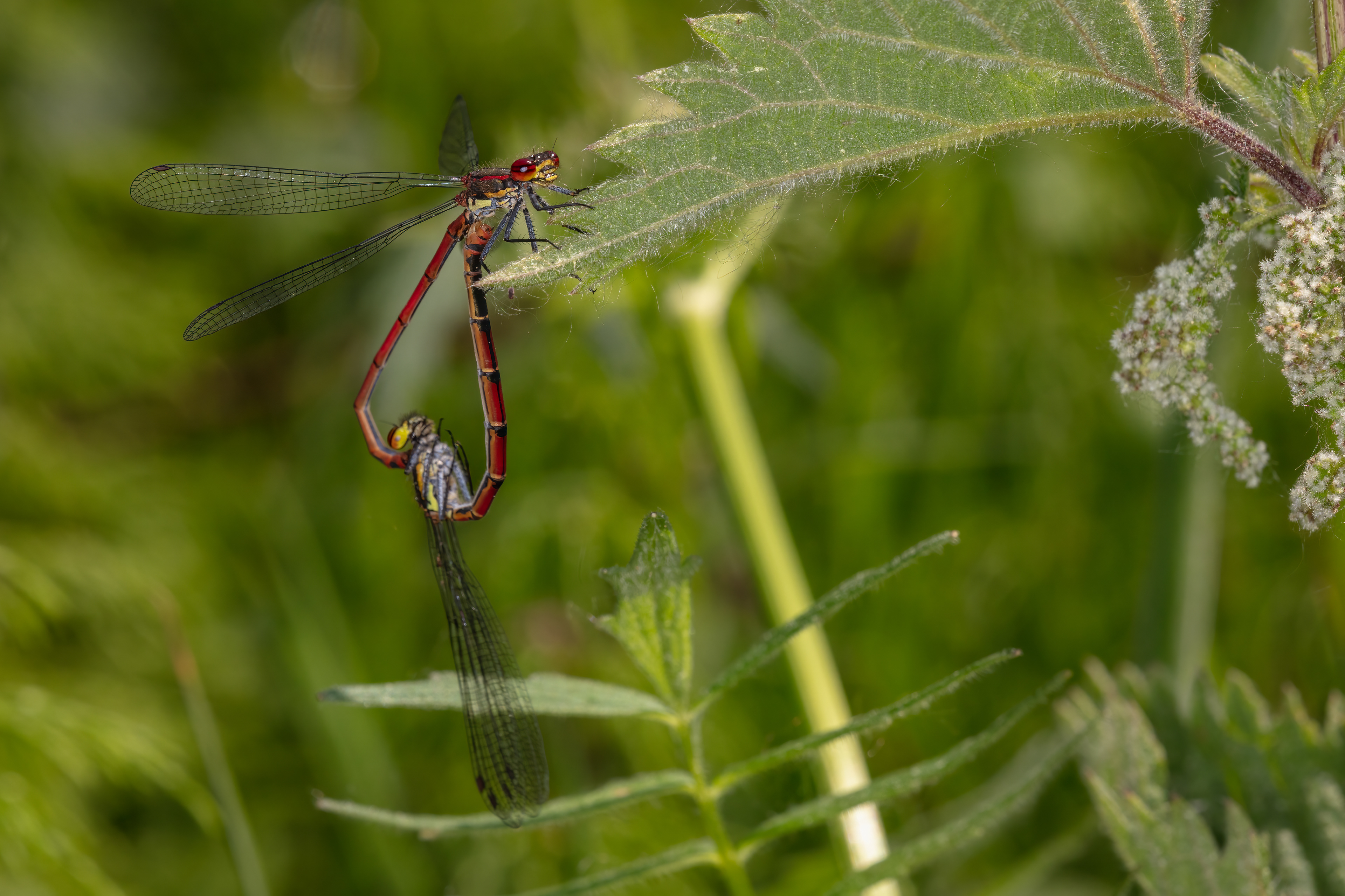 Red Damselflies (mating)