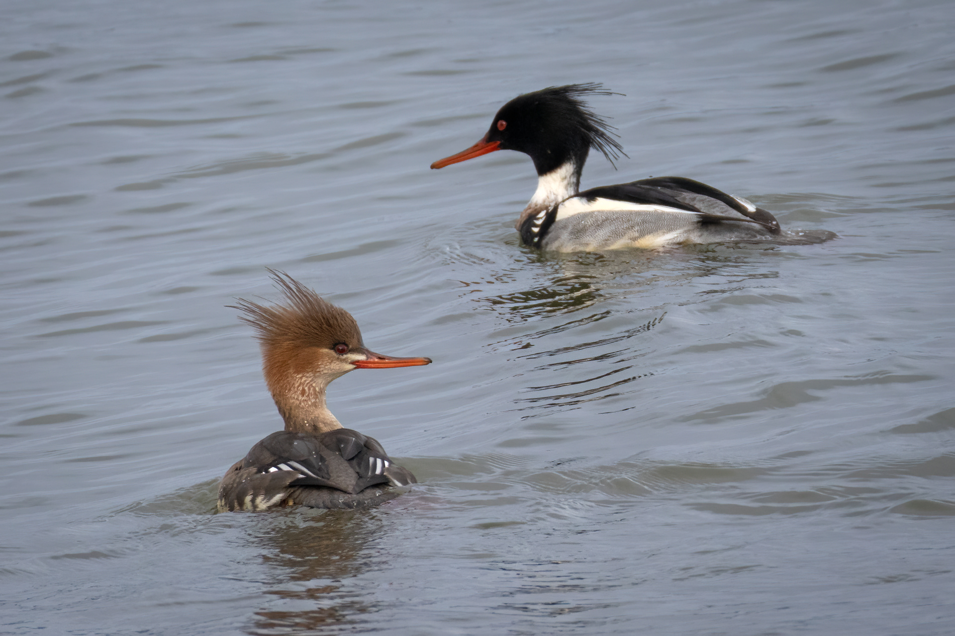 Red-breasted Merganser (female bottom, male top)
