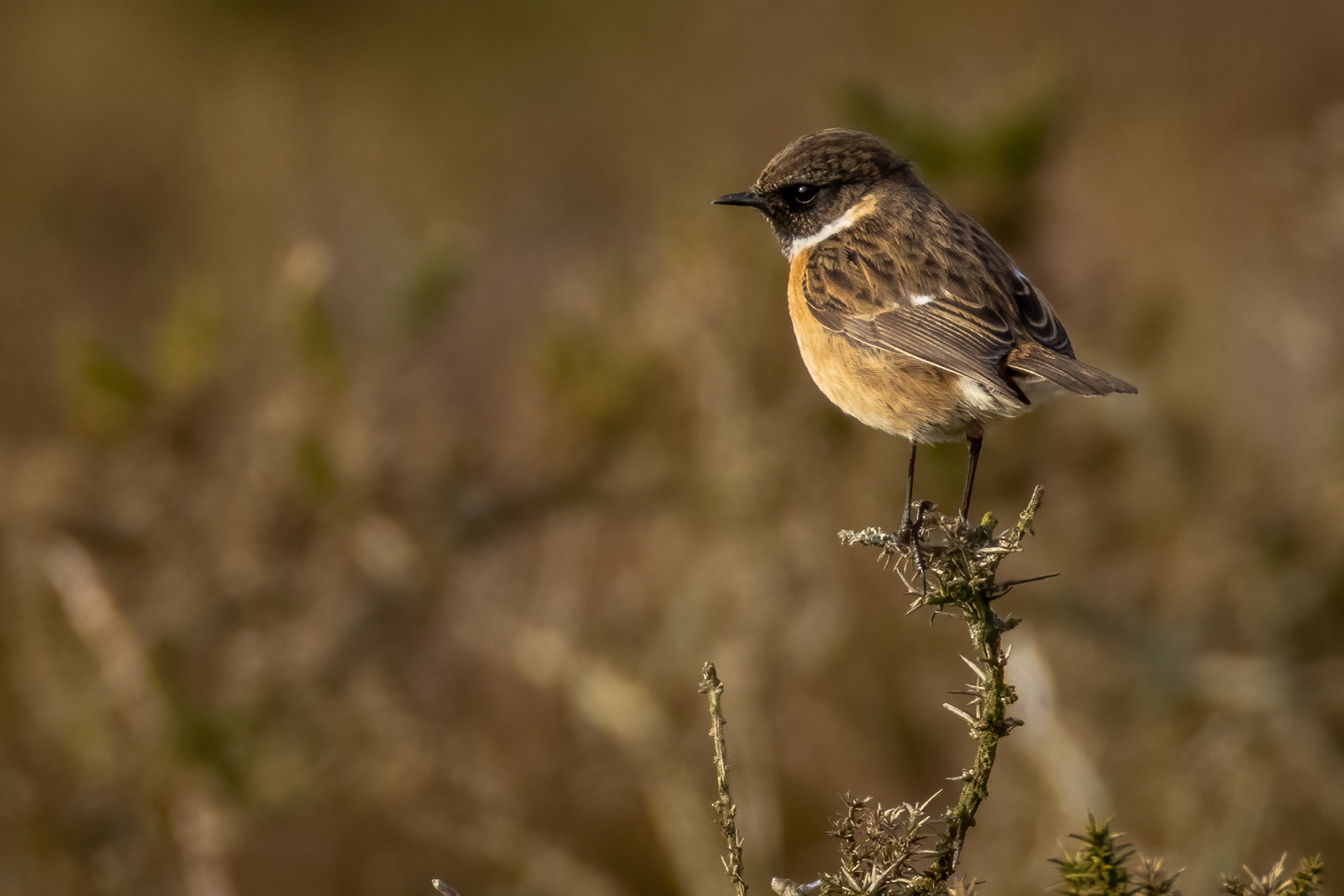 Stonechat (male)