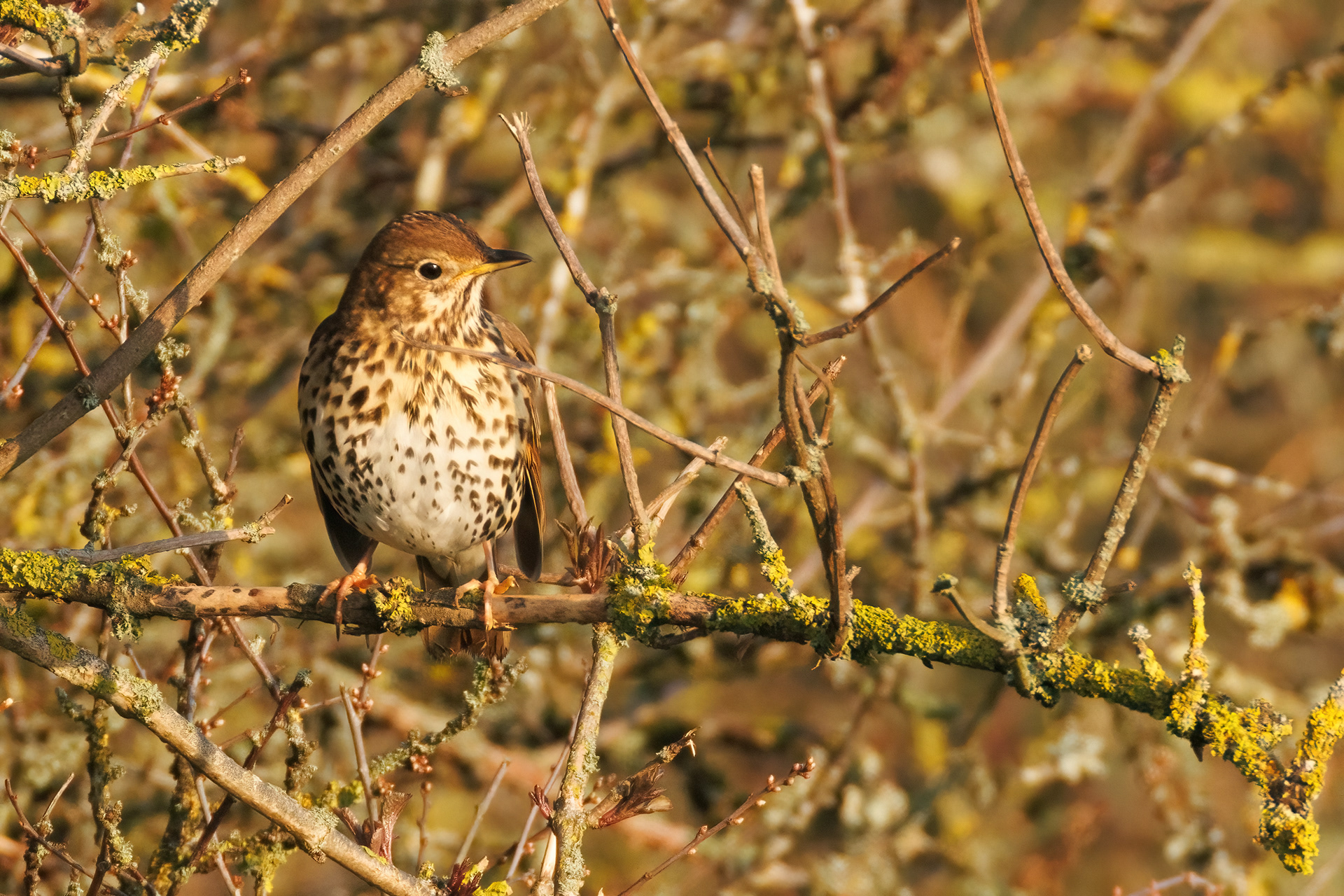 Song Thrush