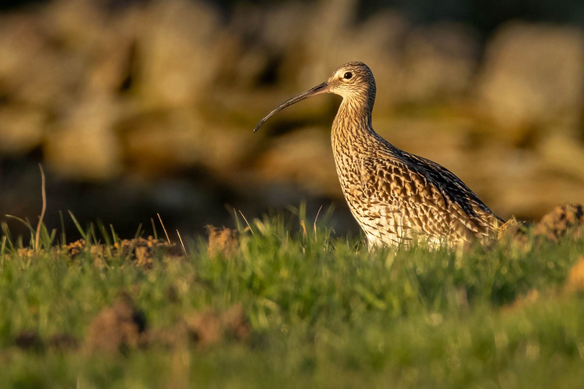 Curlew