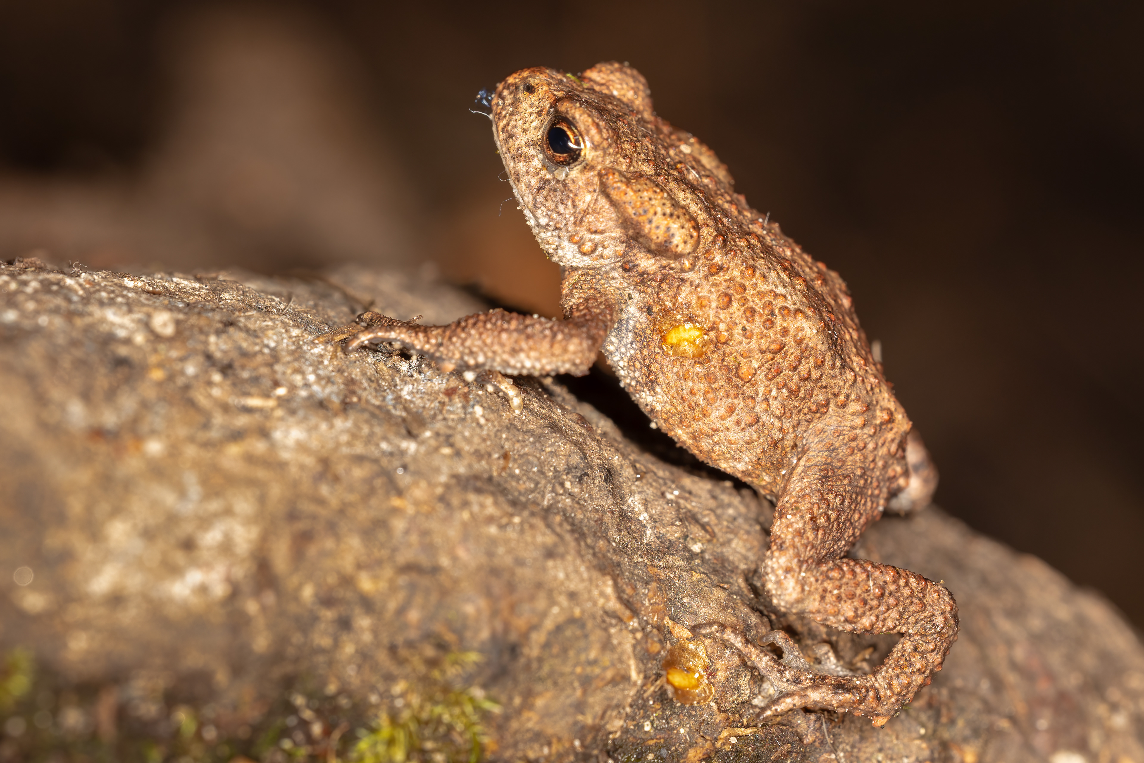 Common Toad (Juvenile)
