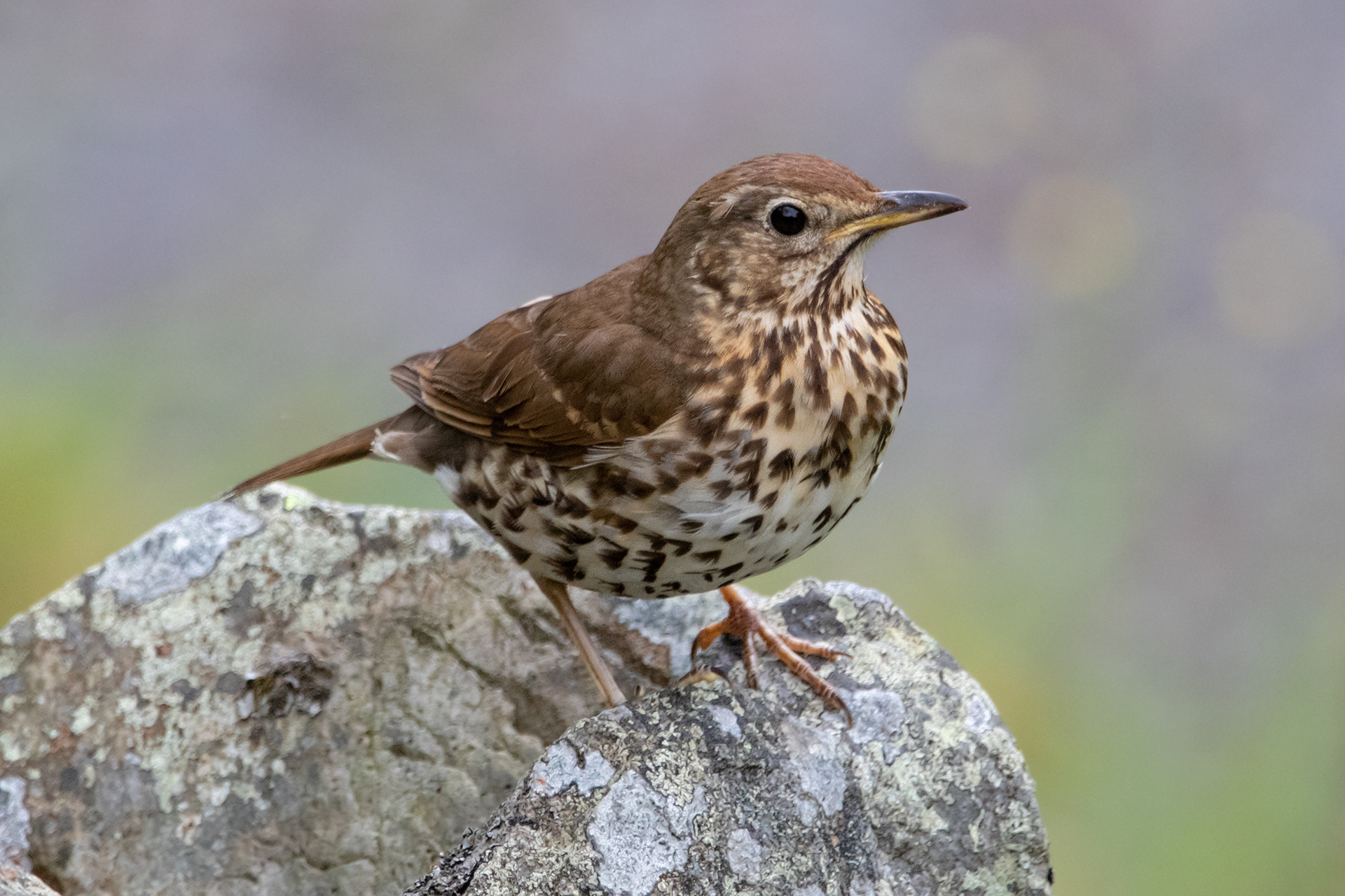 Song Thrush