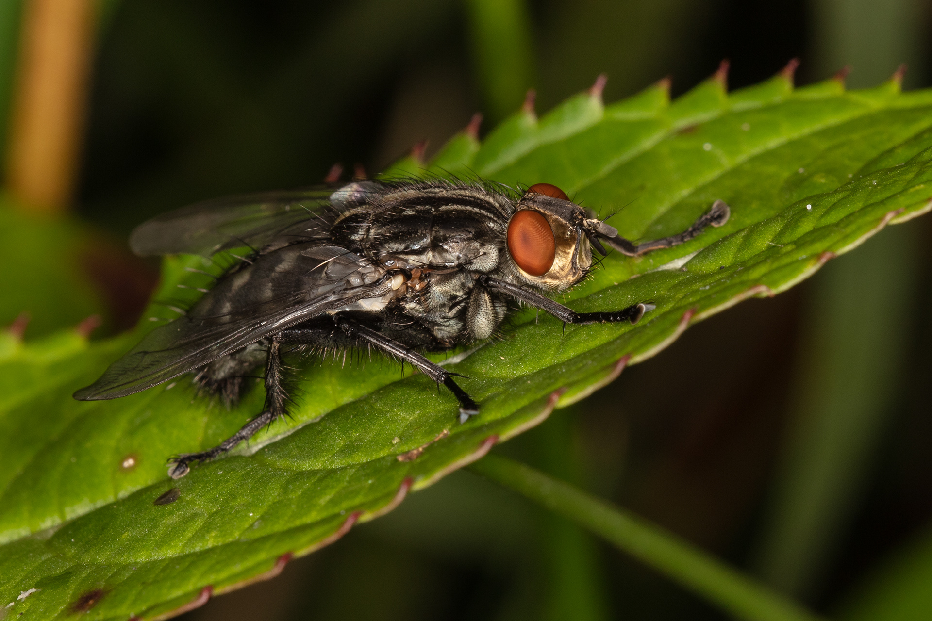 Flesh Fly