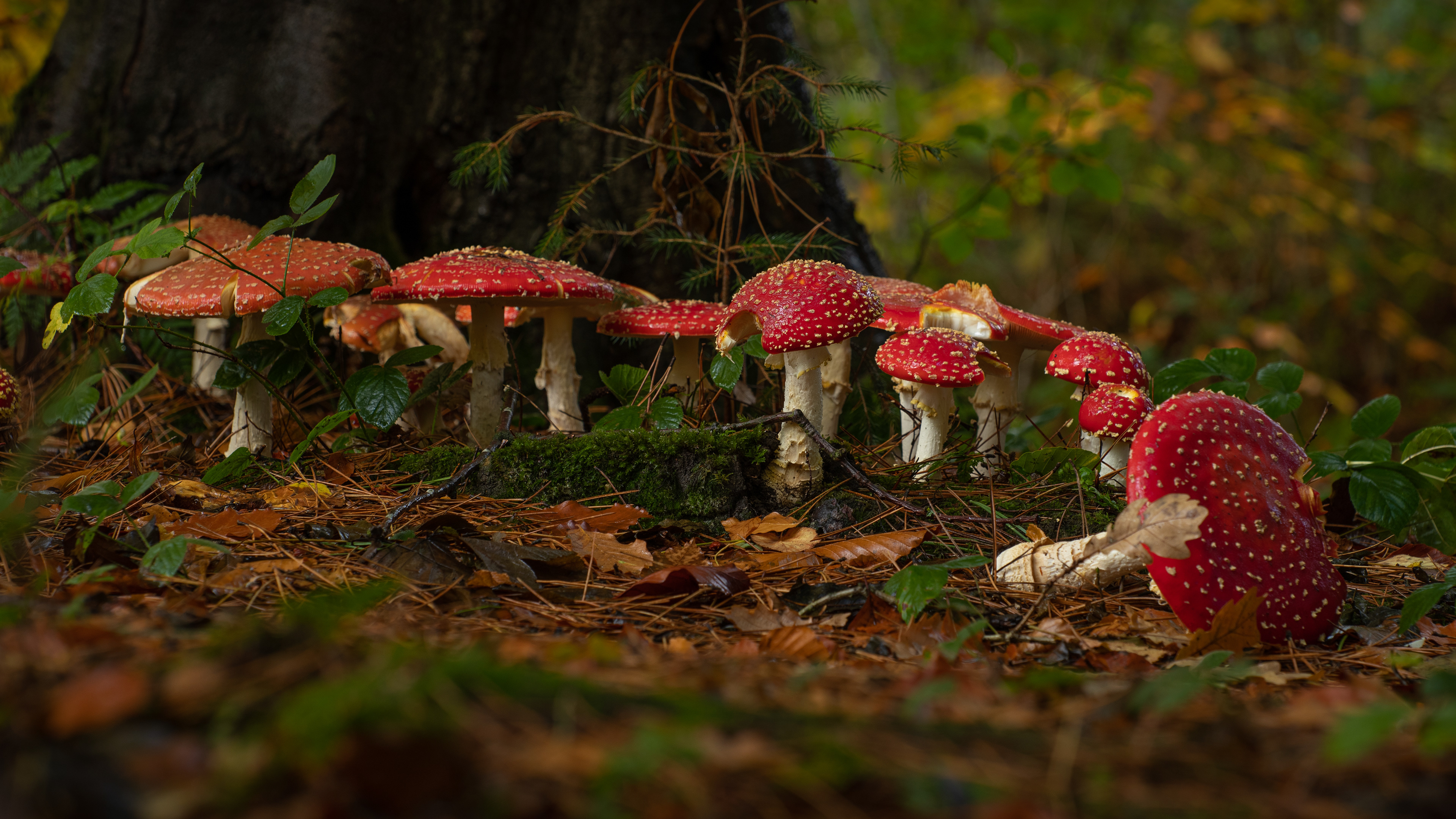 Fly Agaric
