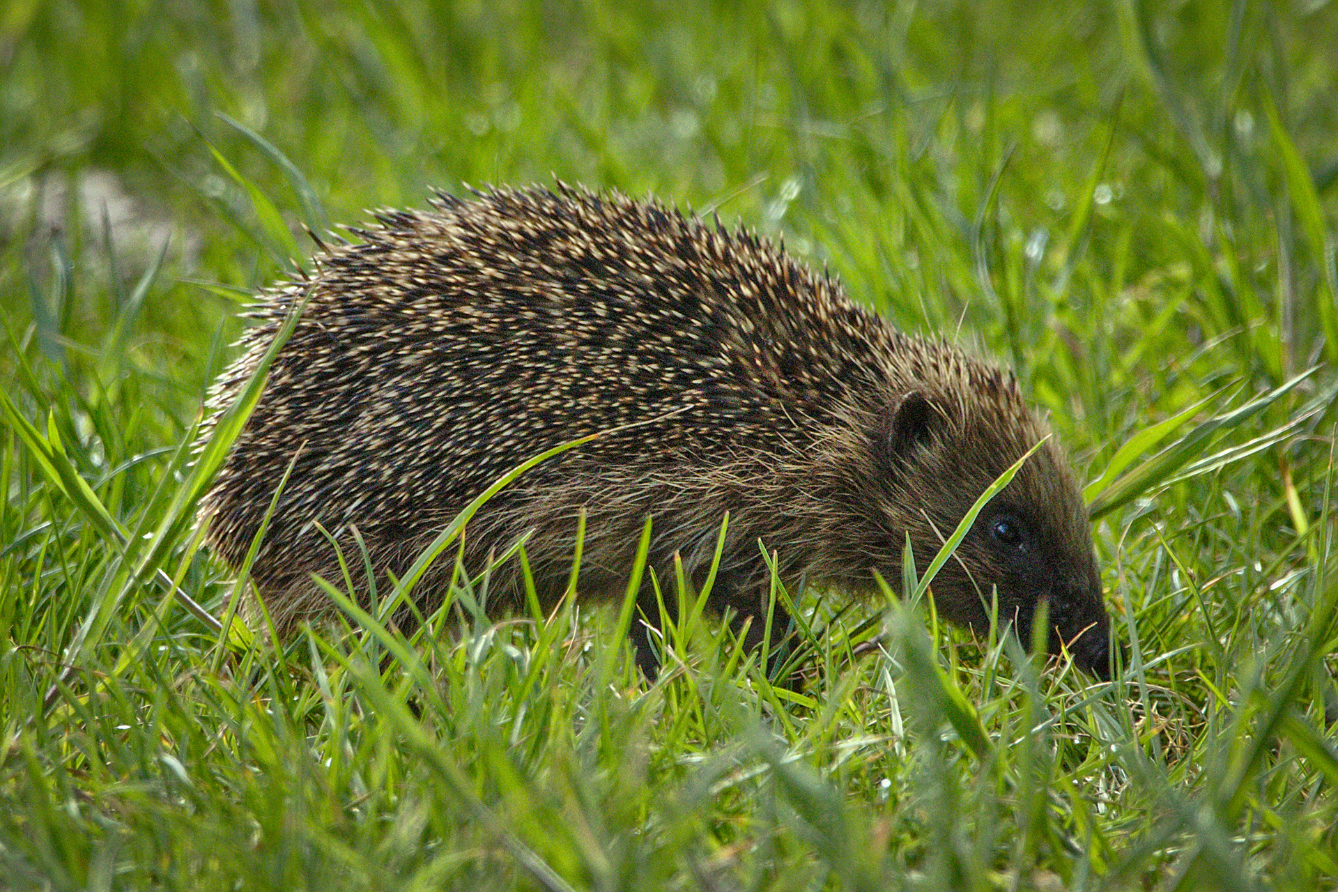 Hedgehog
