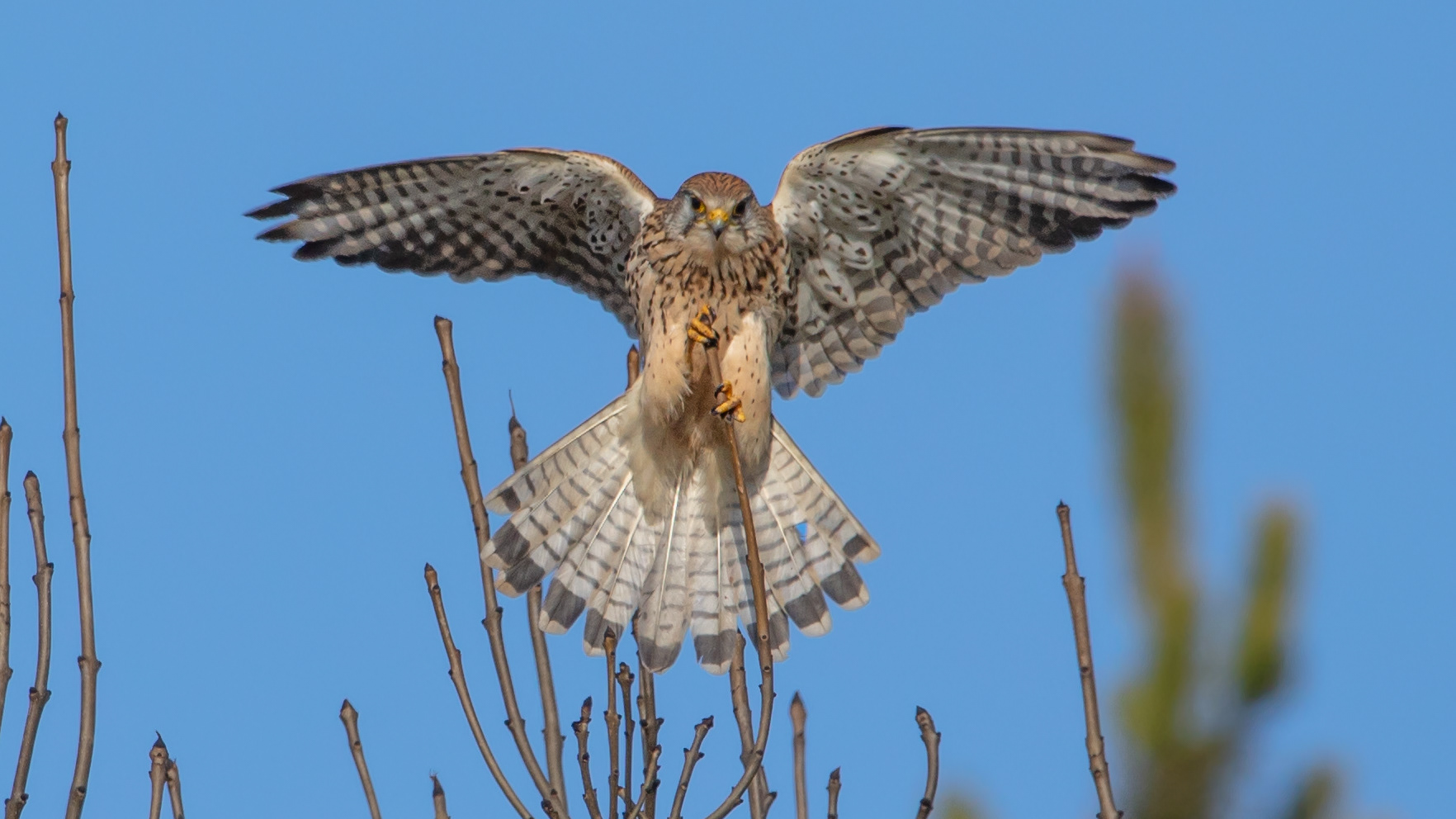 Kestrel