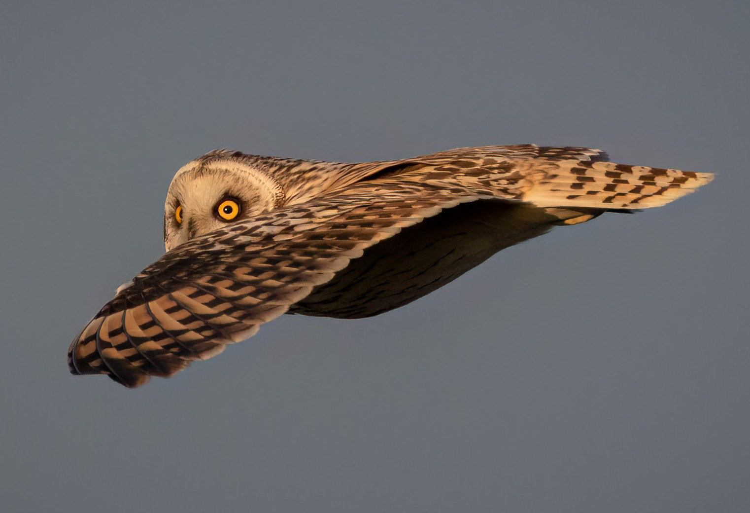 Short-eared Owl