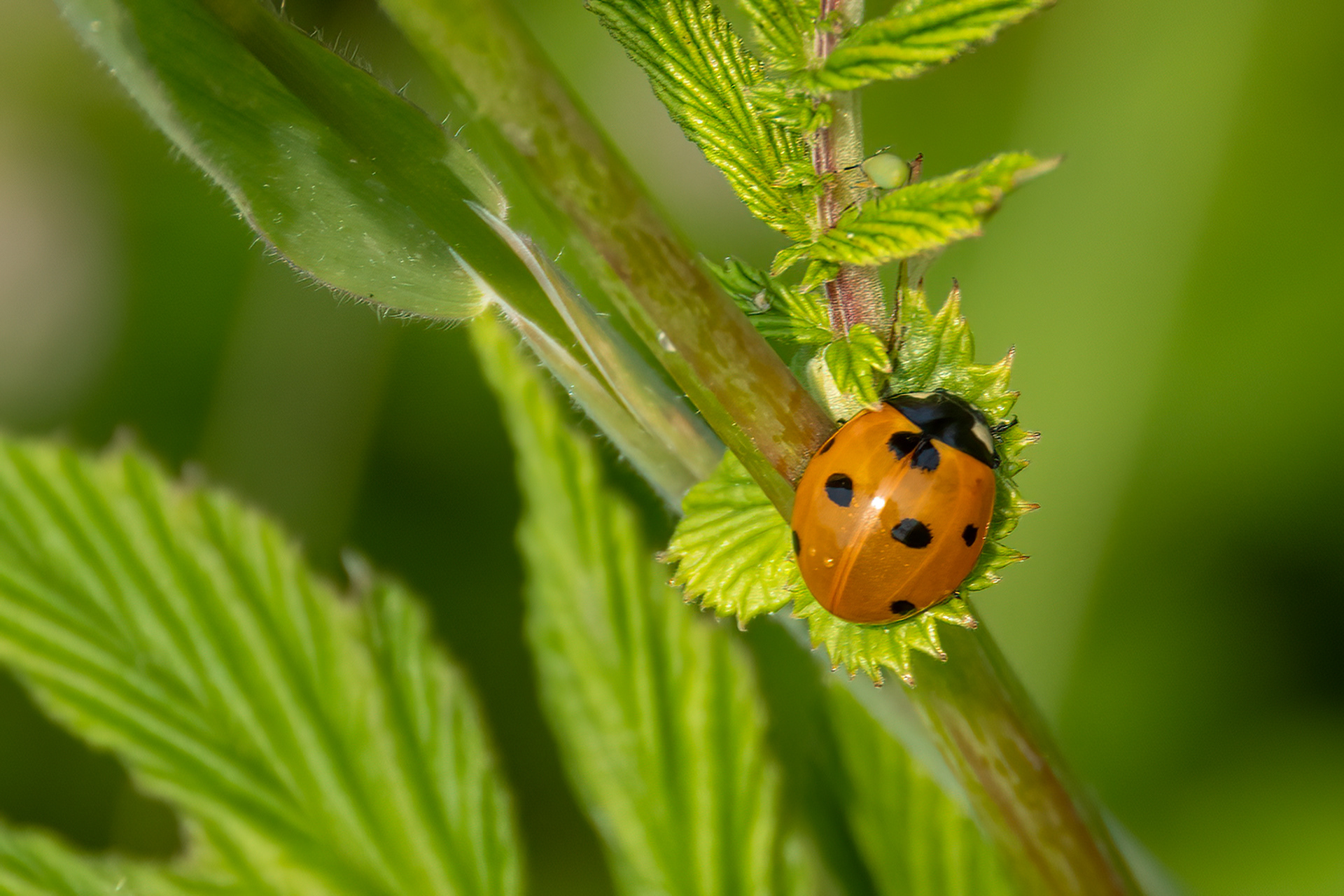 Seven-spot Ladybird