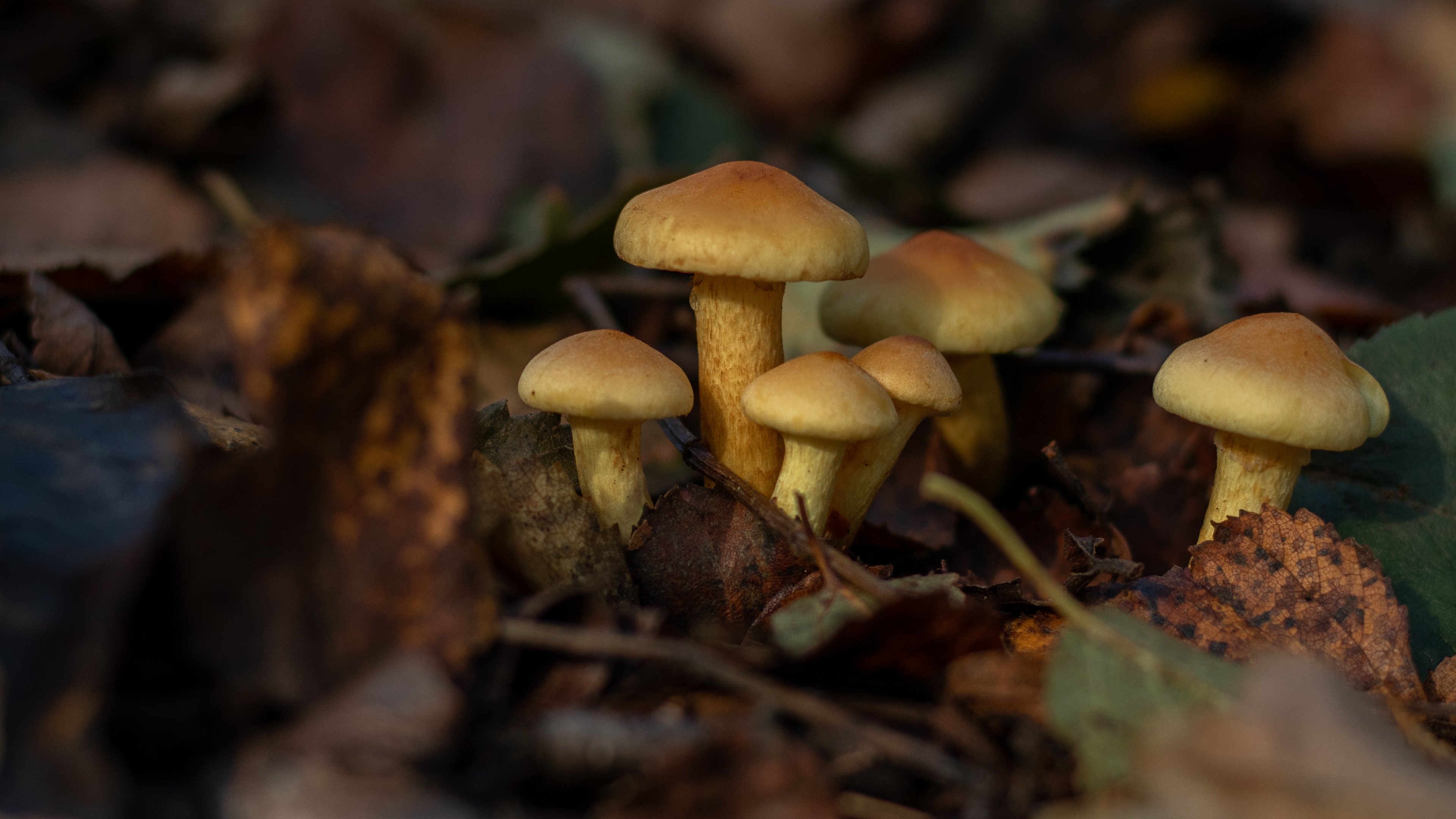 Sulphur Tuft