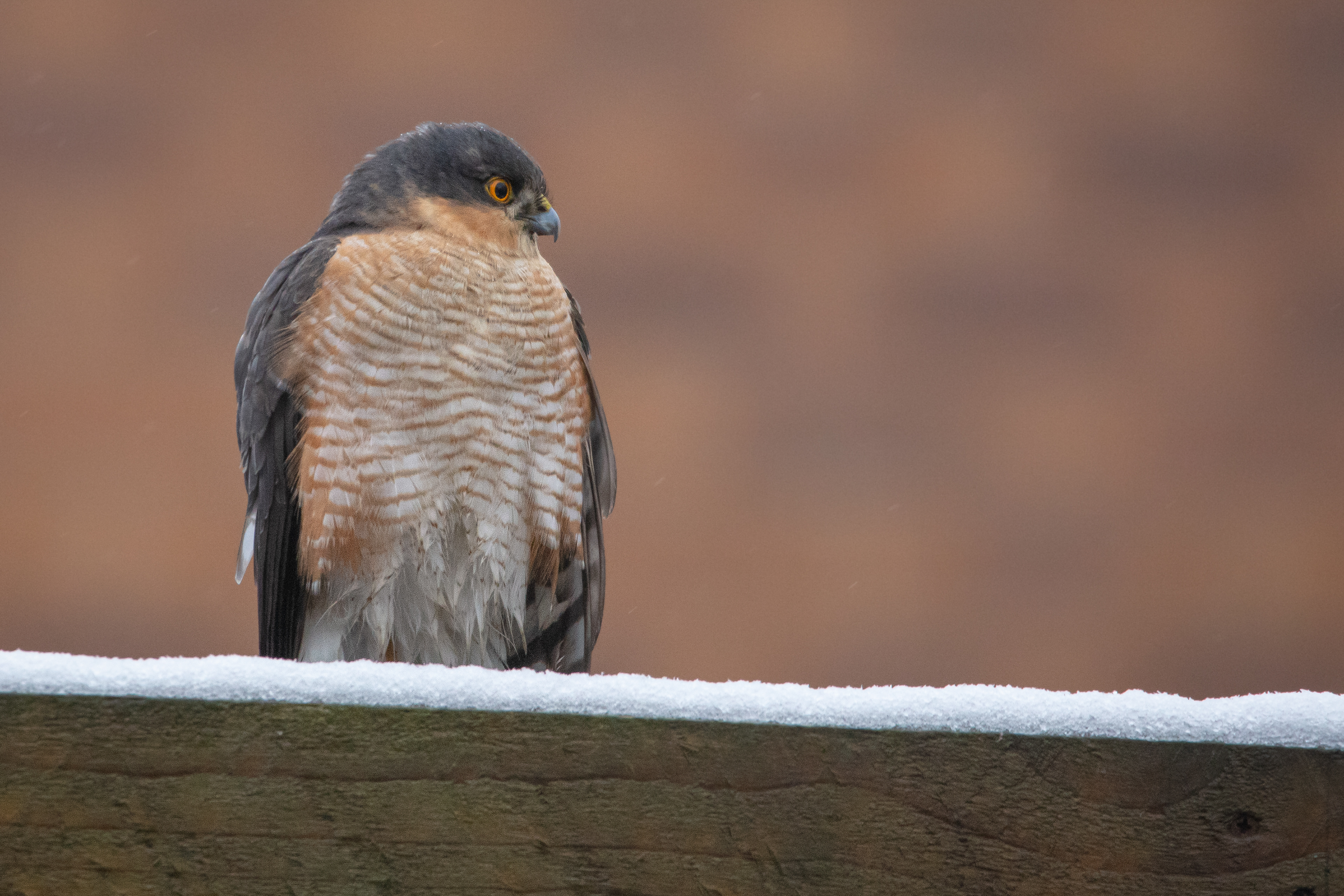Sparrowhawk (male)