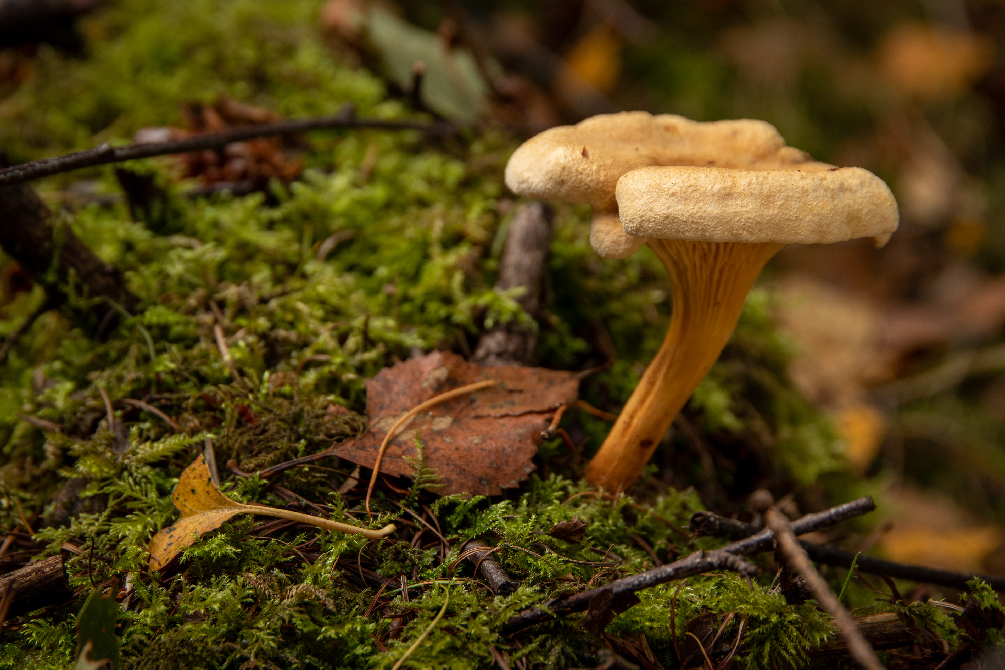 False Chanterelle