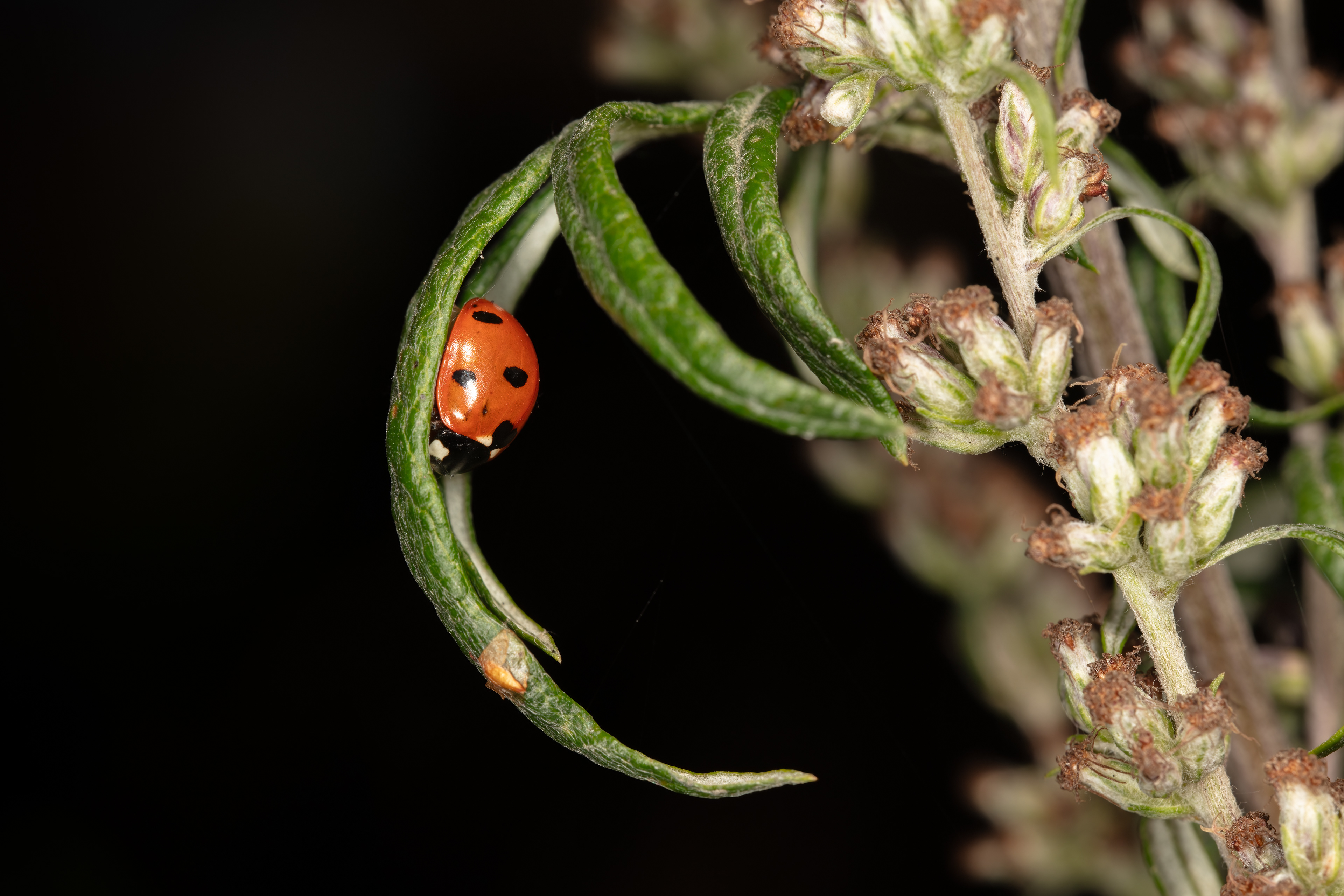 Seven-spot Ladybird
