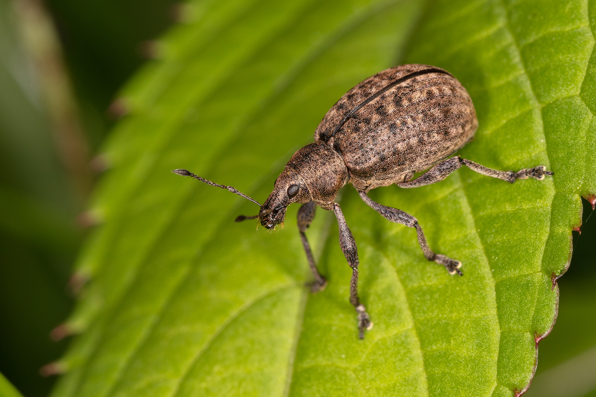 Weevil