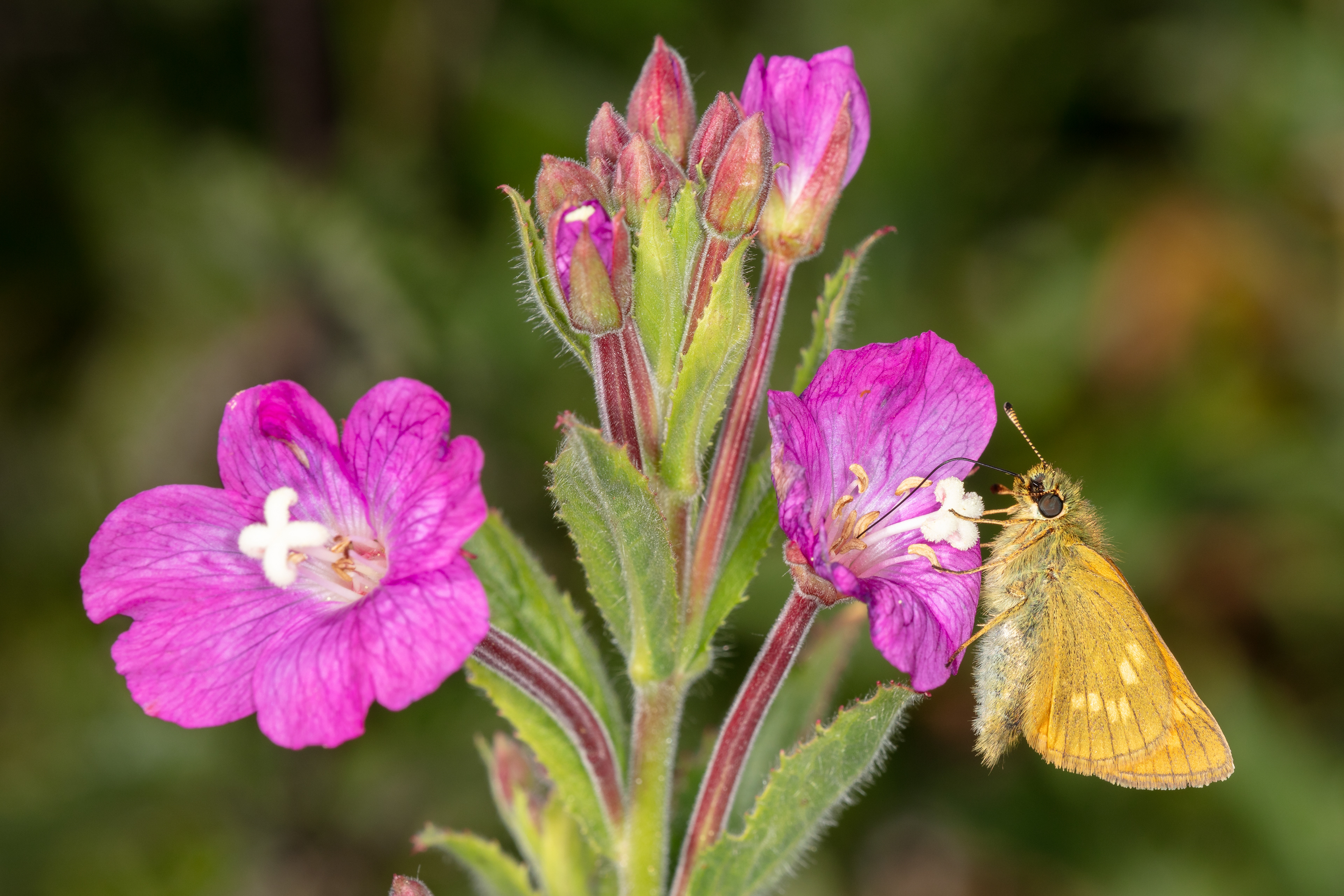 Large Skipper Butterfly