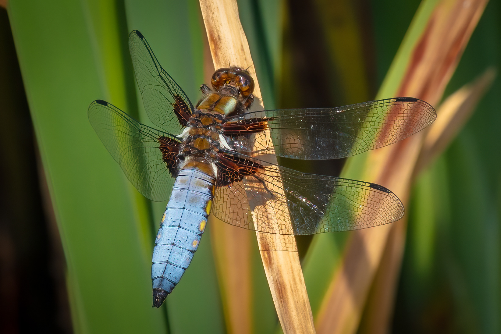 Broad Bodied Chaser Dragonfly