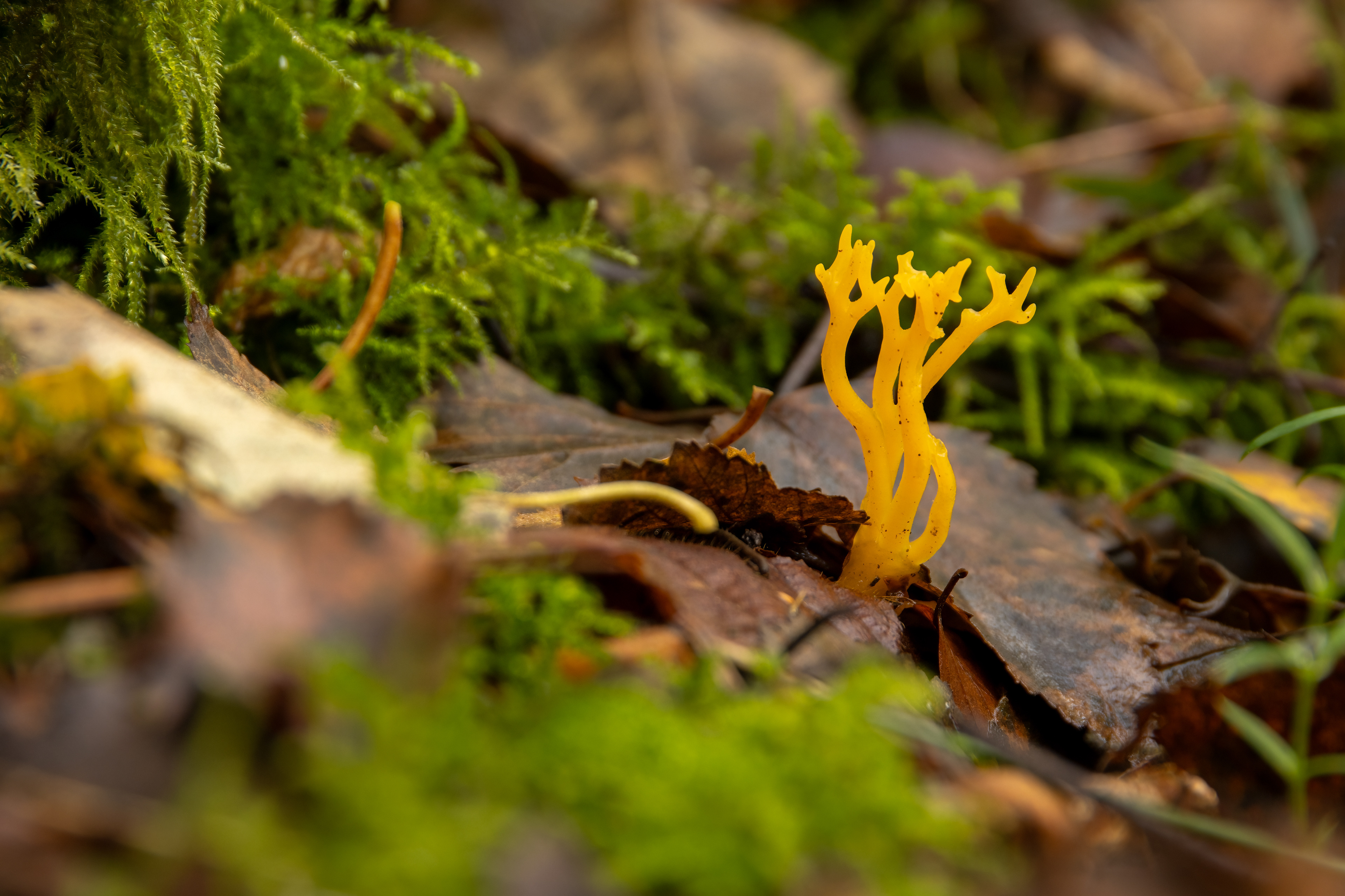 Yellow Stagshorn