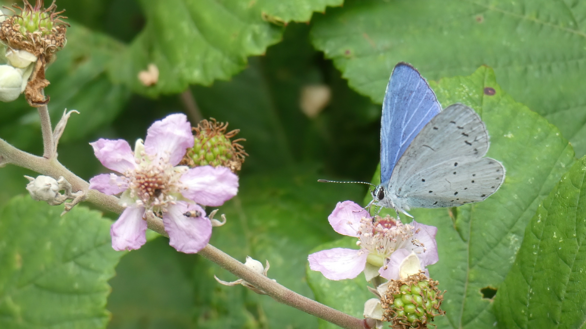 Holly Blue Butterfly