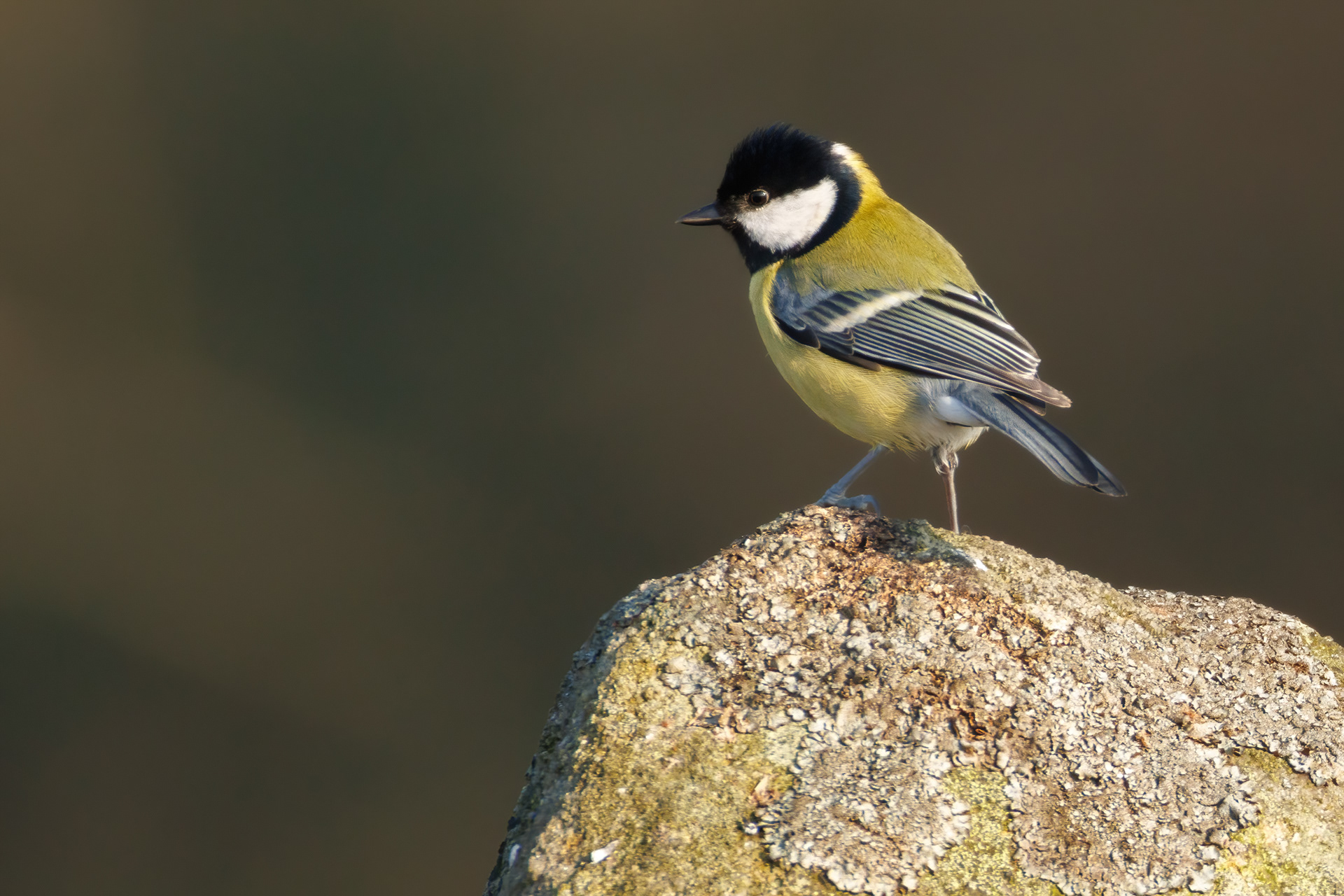 Great Tit