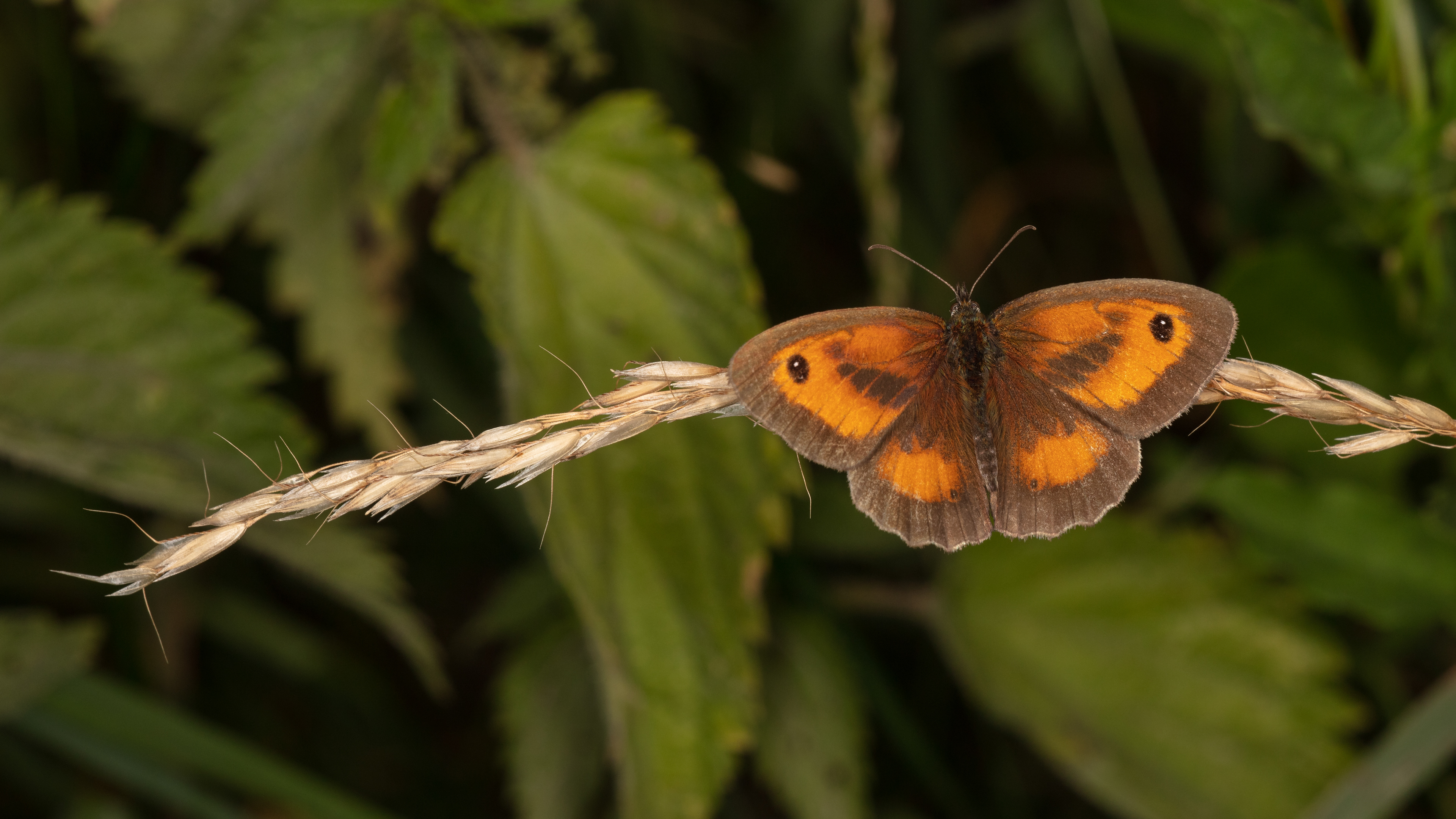 Gatekeeper Butterfly