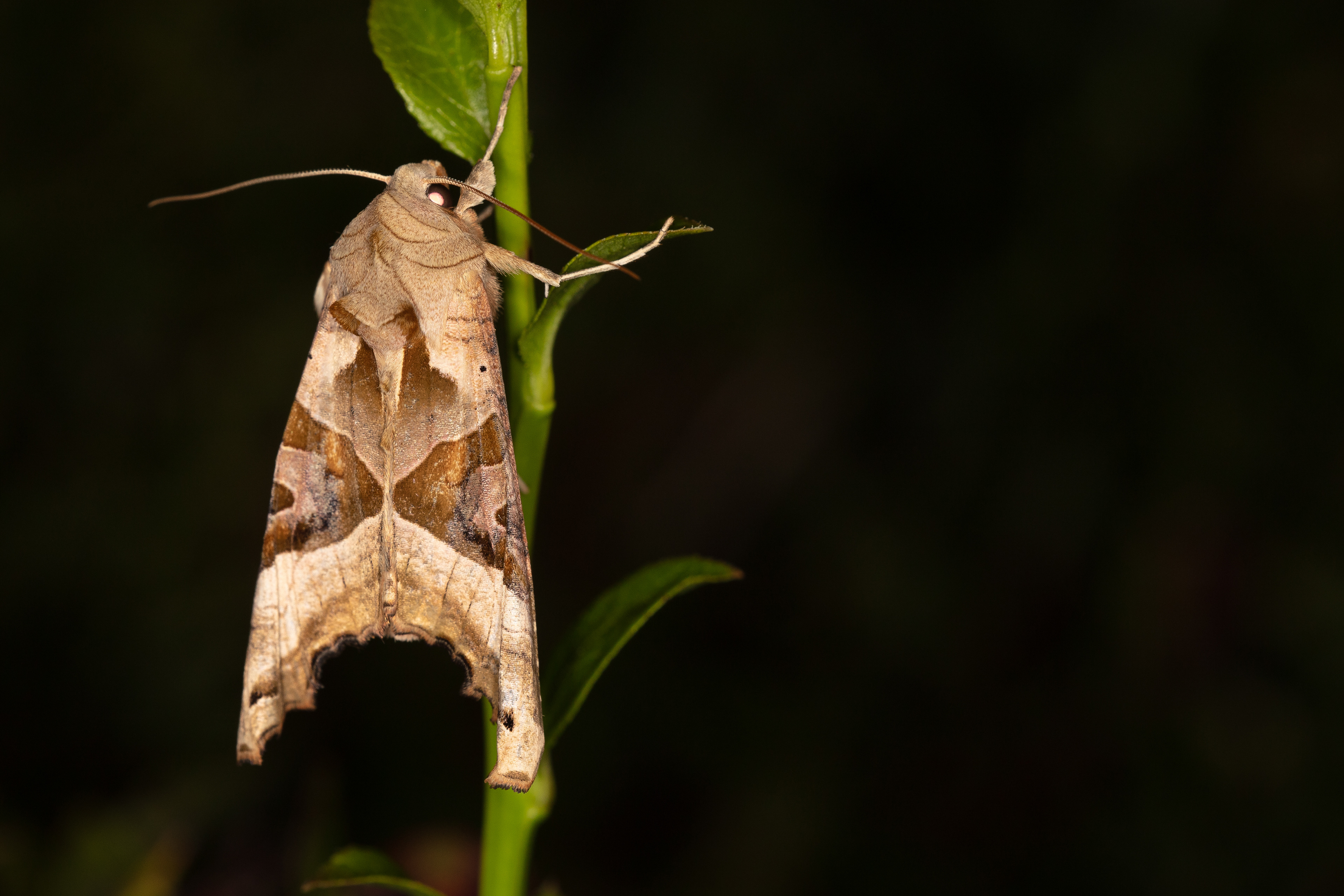 Angle shades Moth