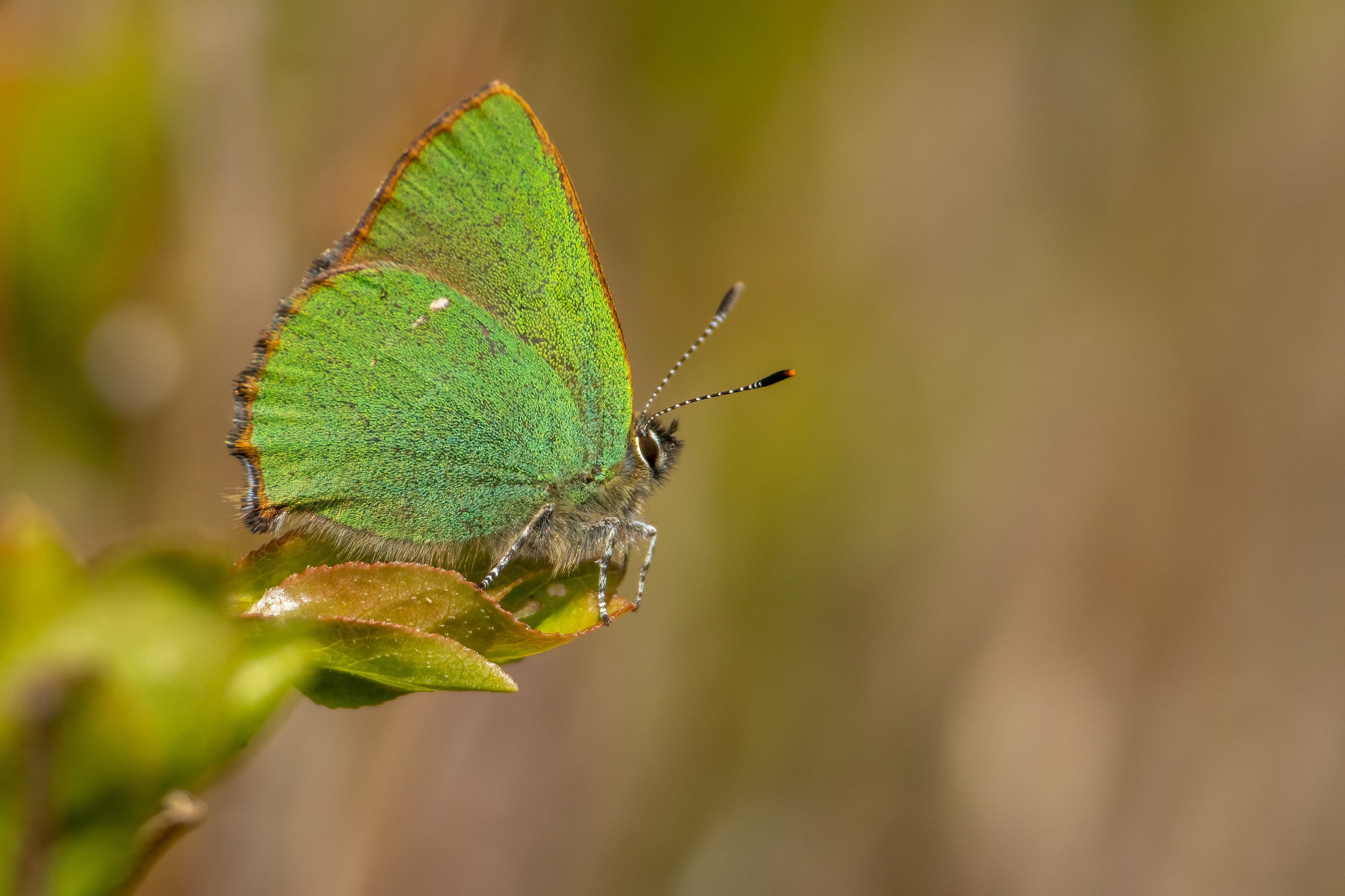 Green Hairstreak Butterfly 