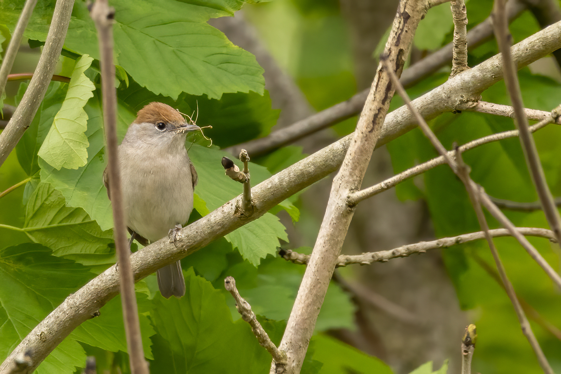 Blackcap (female)