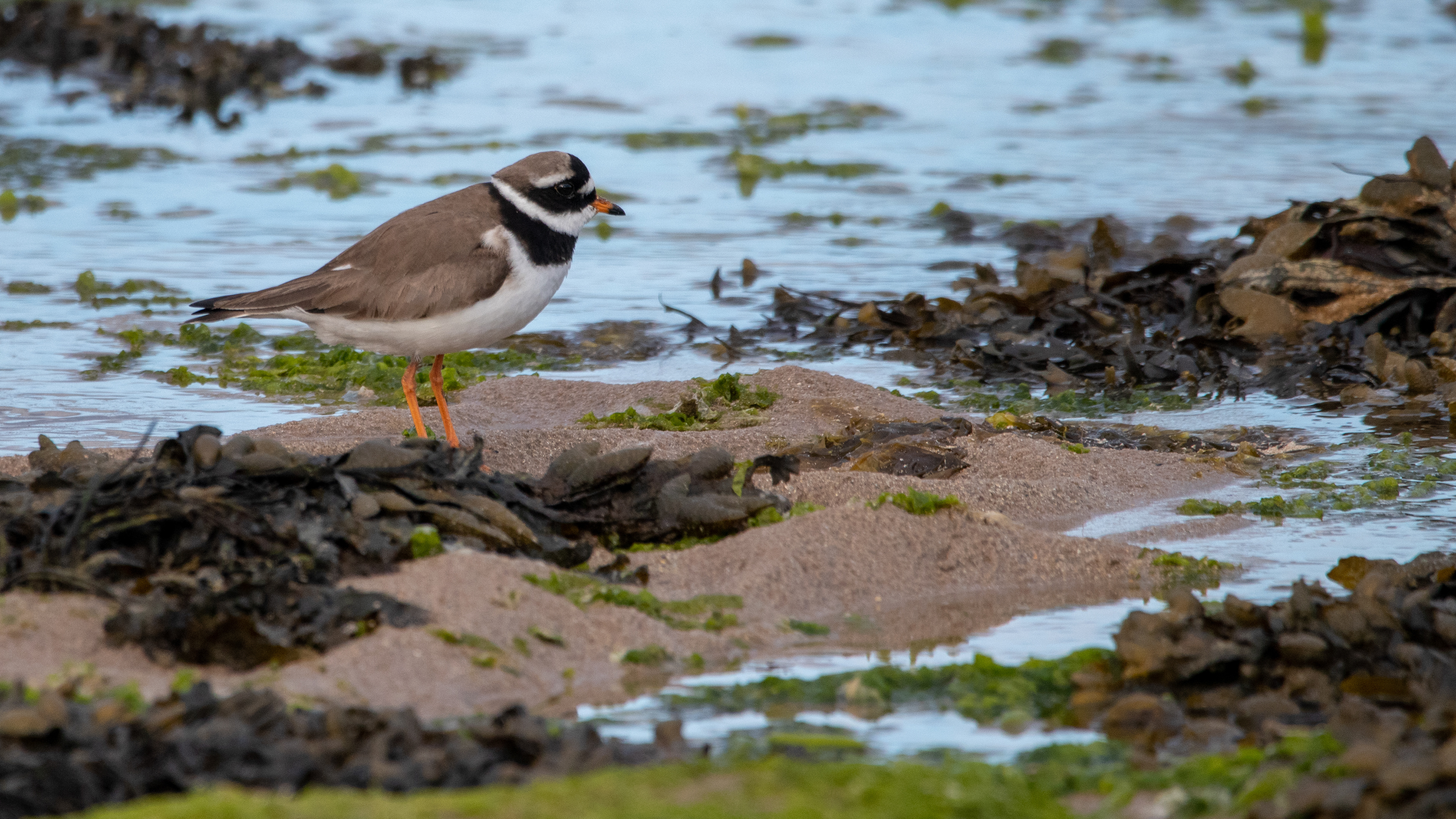 Ringed Plover