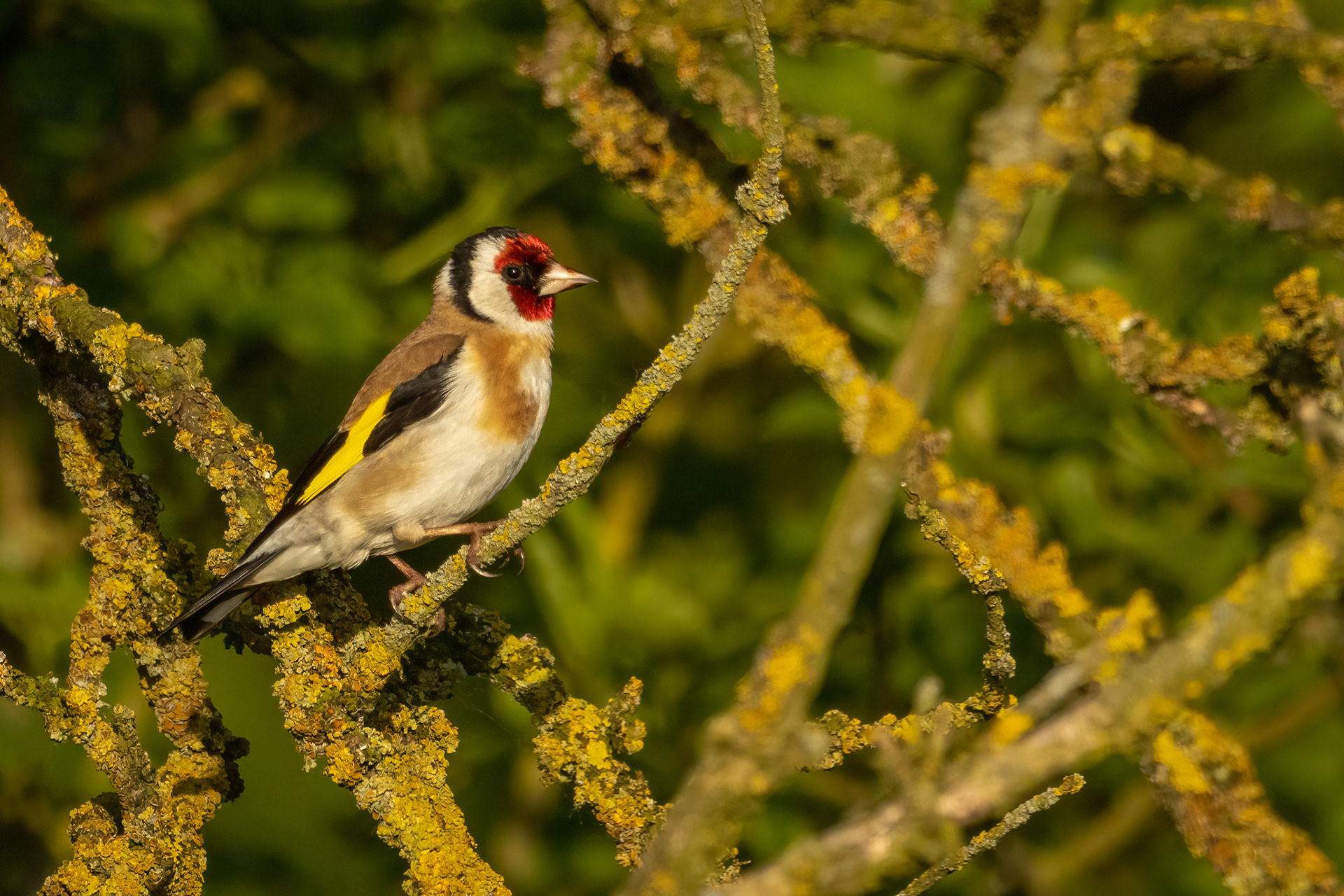 Goldfinch