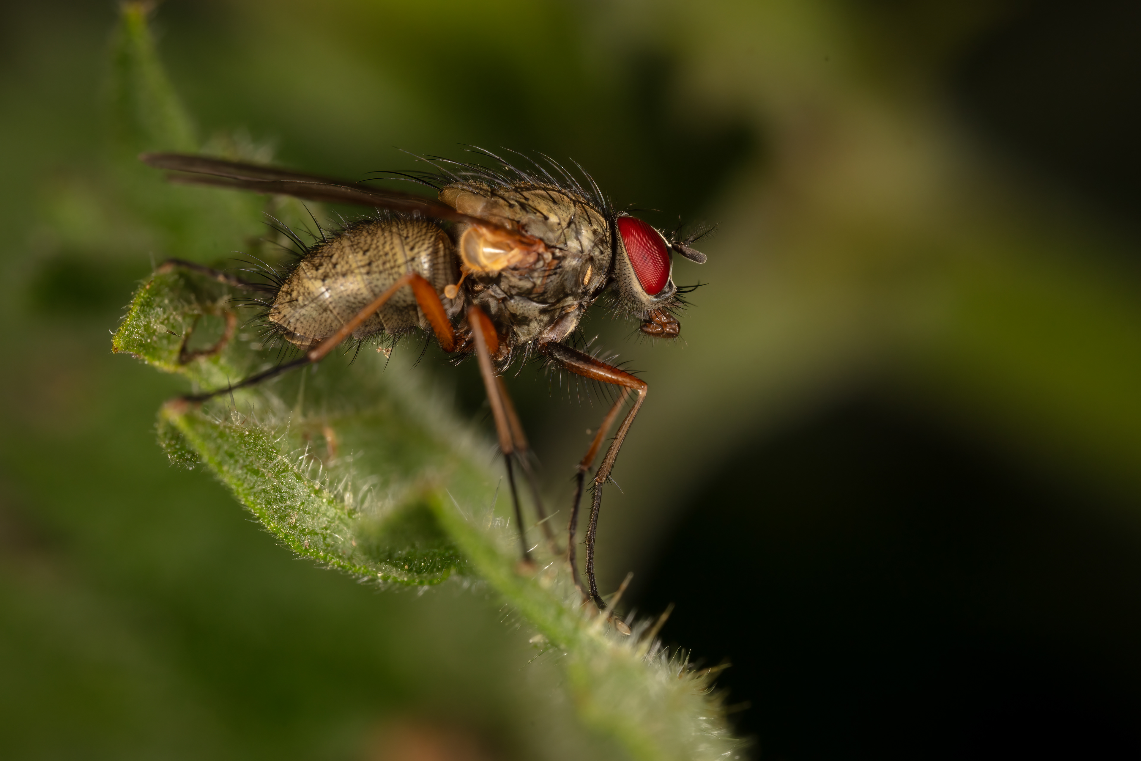 Hylemya Fly
