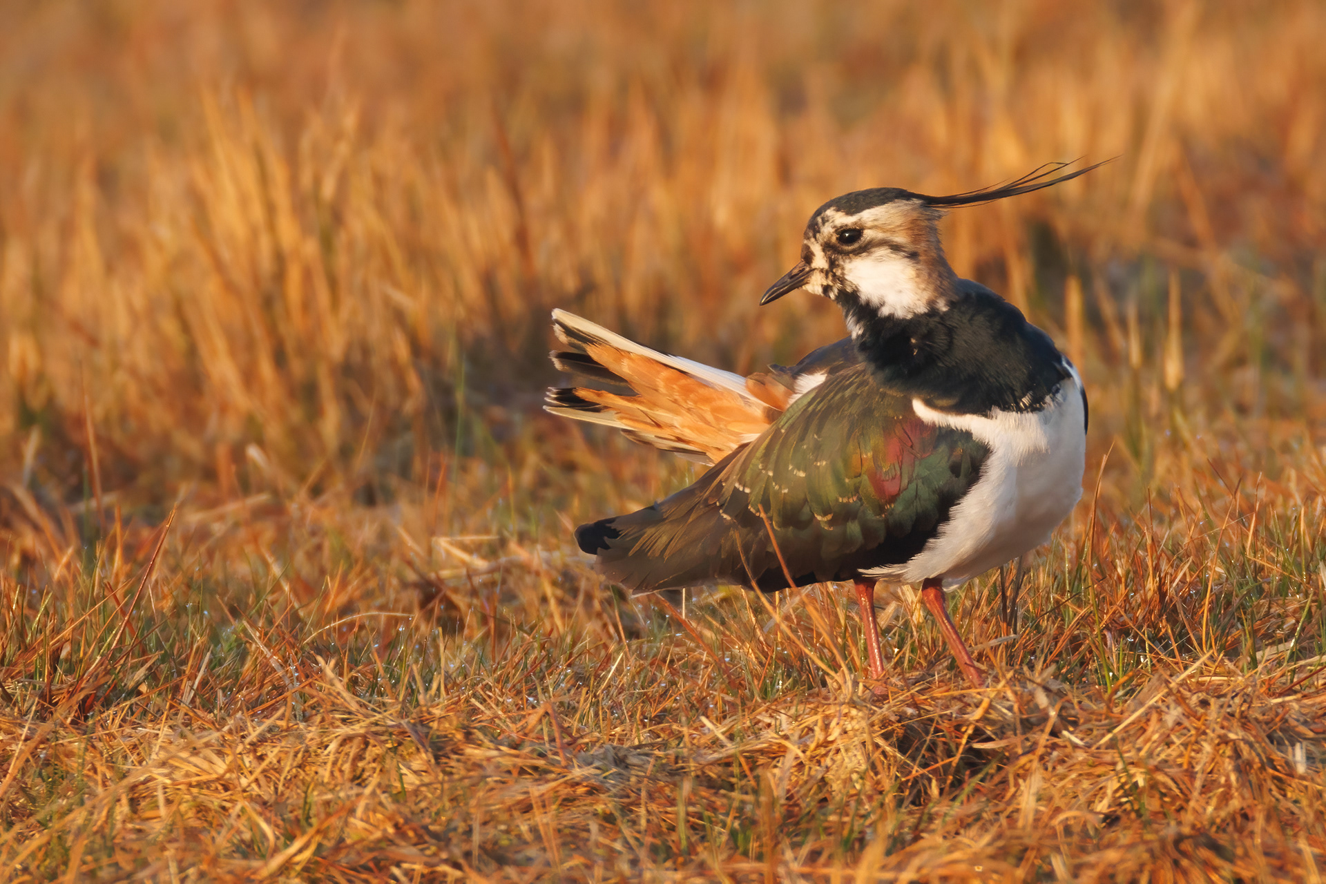 Lapwing