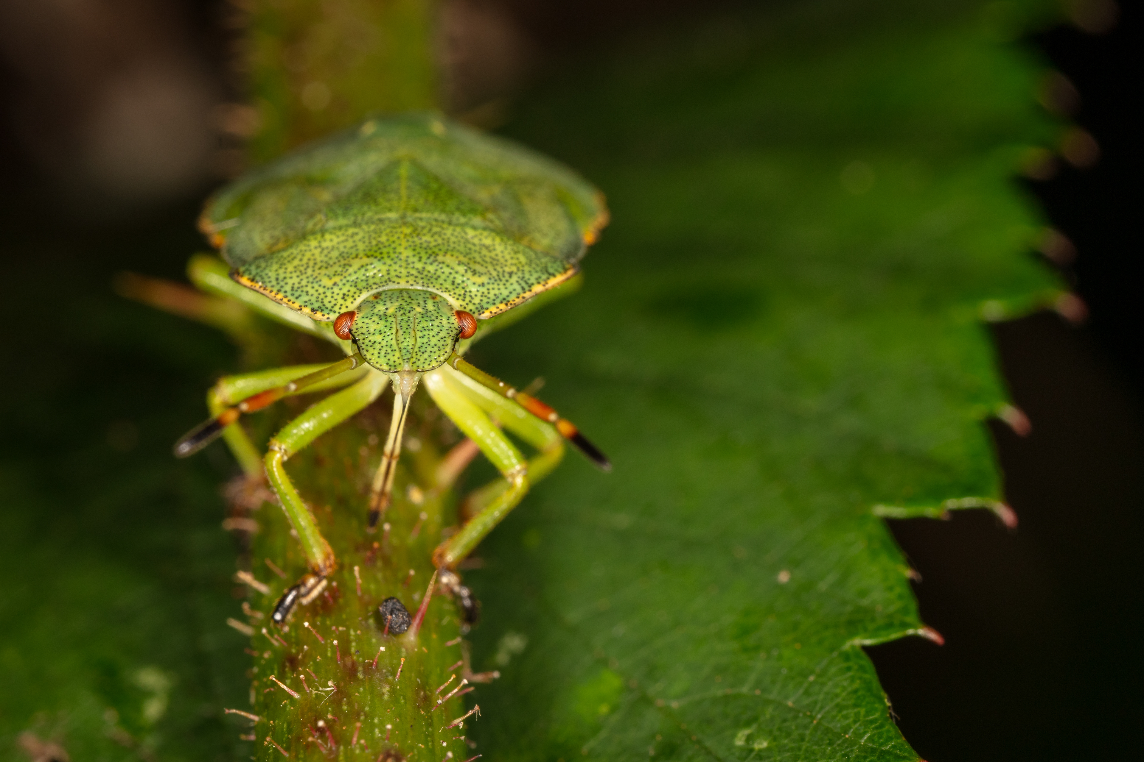 Green Shieldbug (5th Instar)