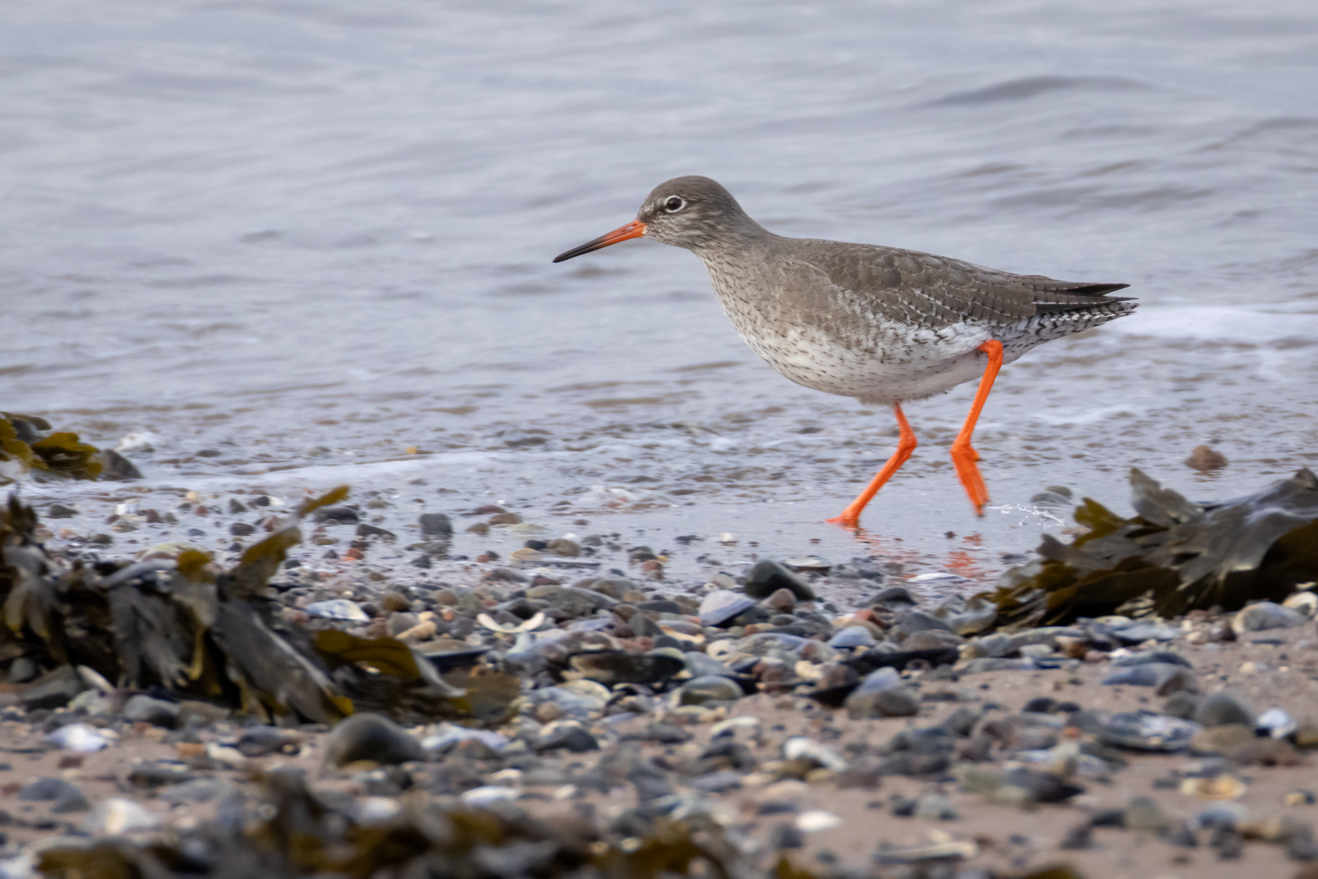 Common Redshank