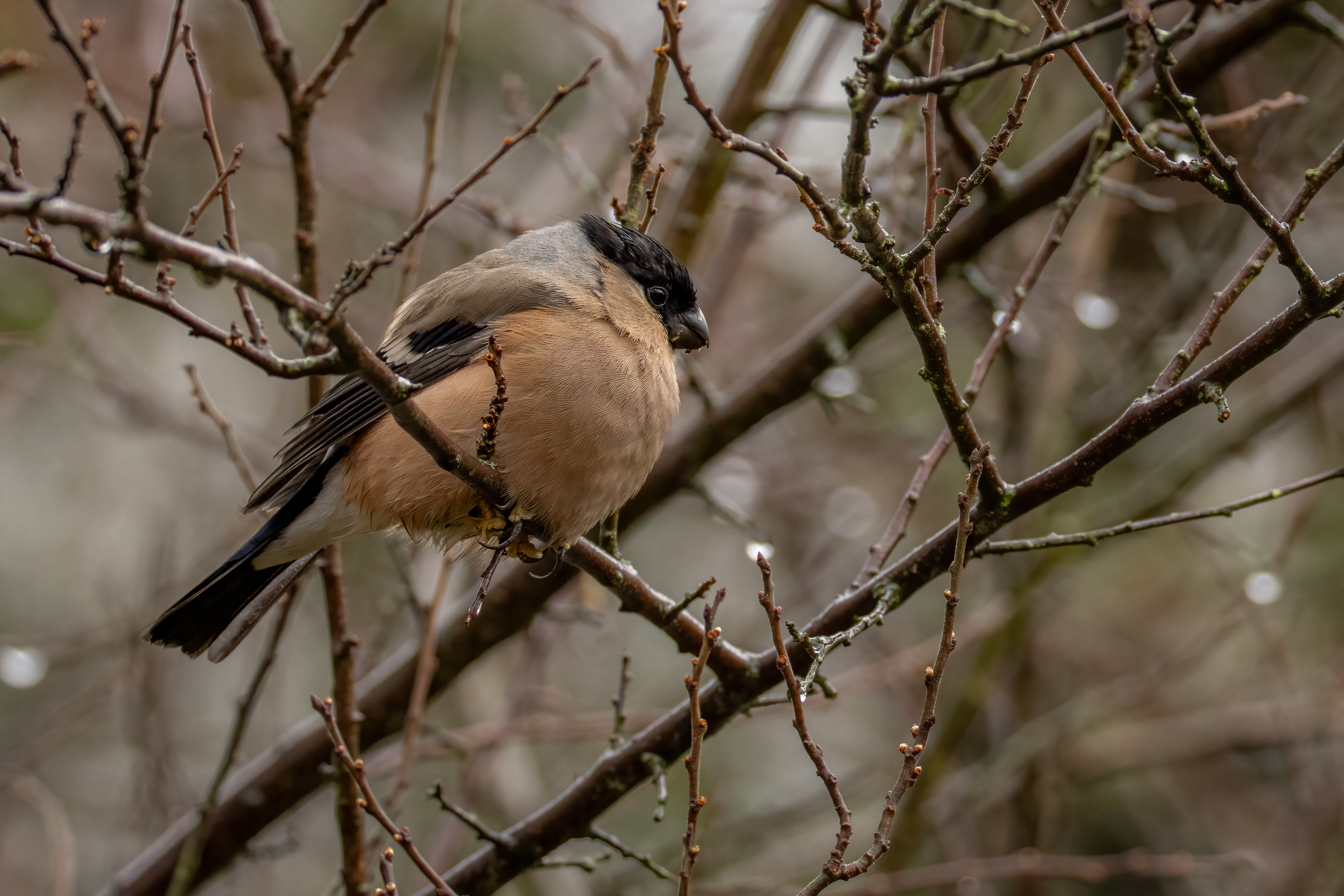 Bullfinch (female)