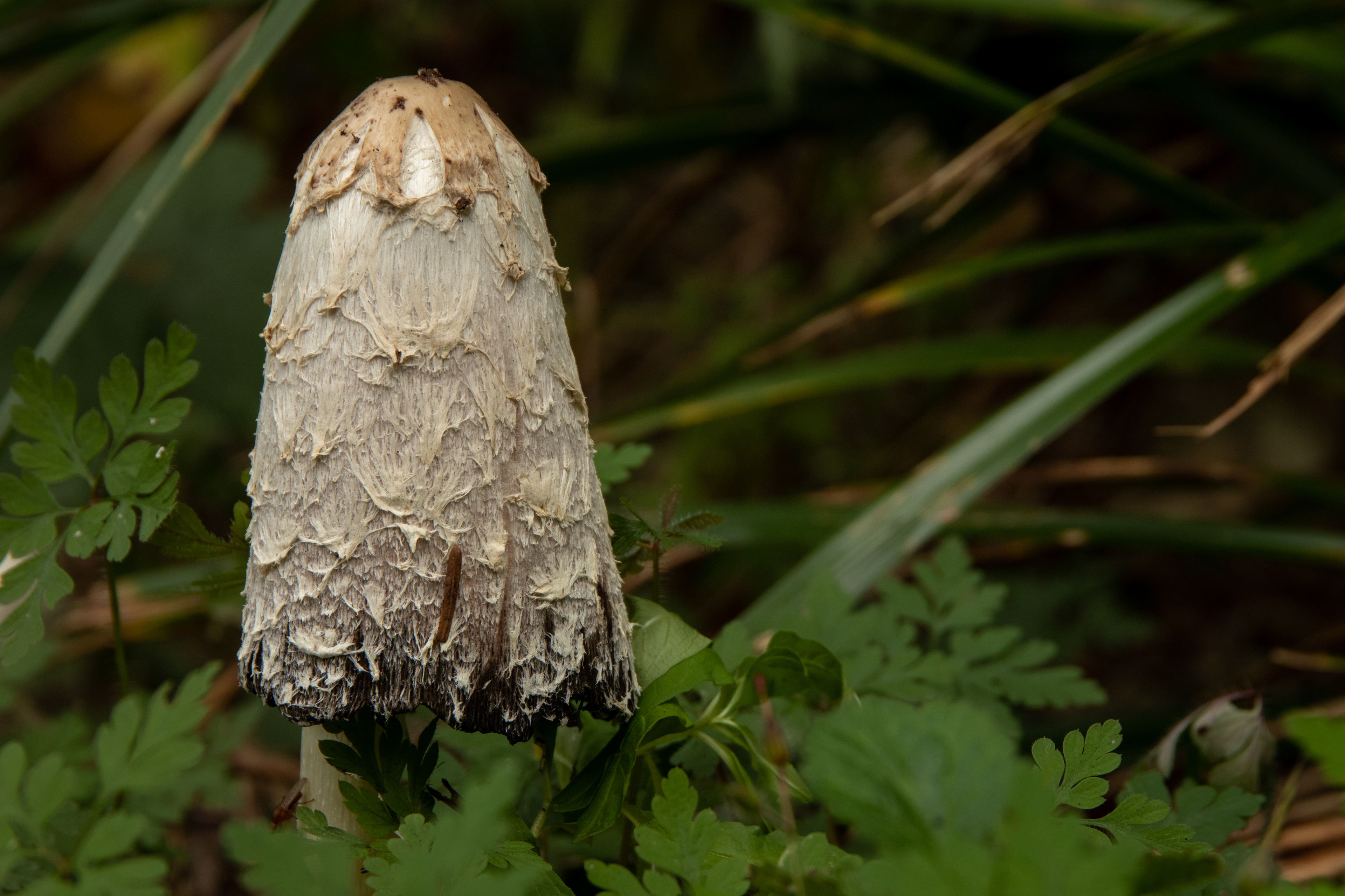 Shaggy Inkcap