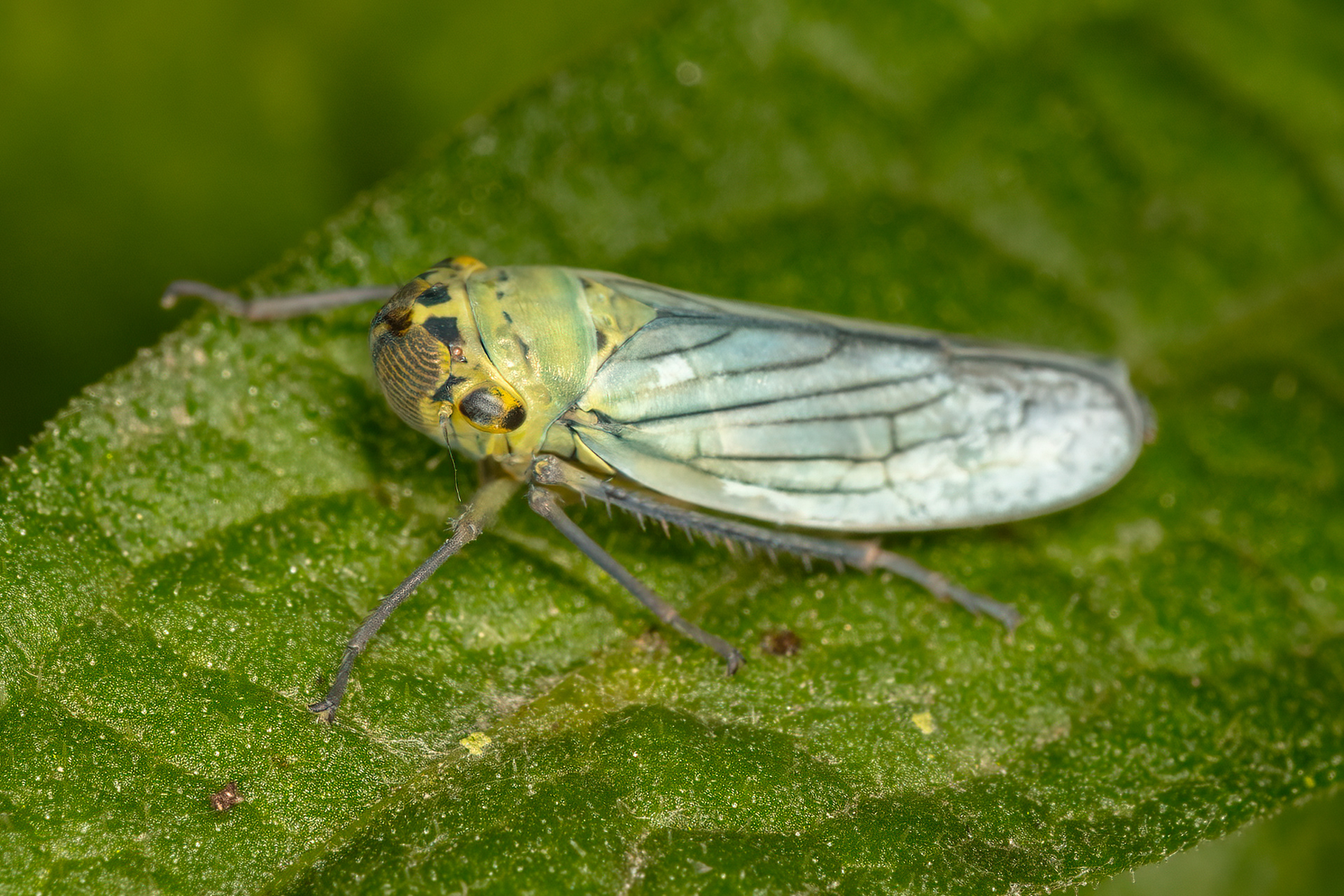 Green Leafhopper