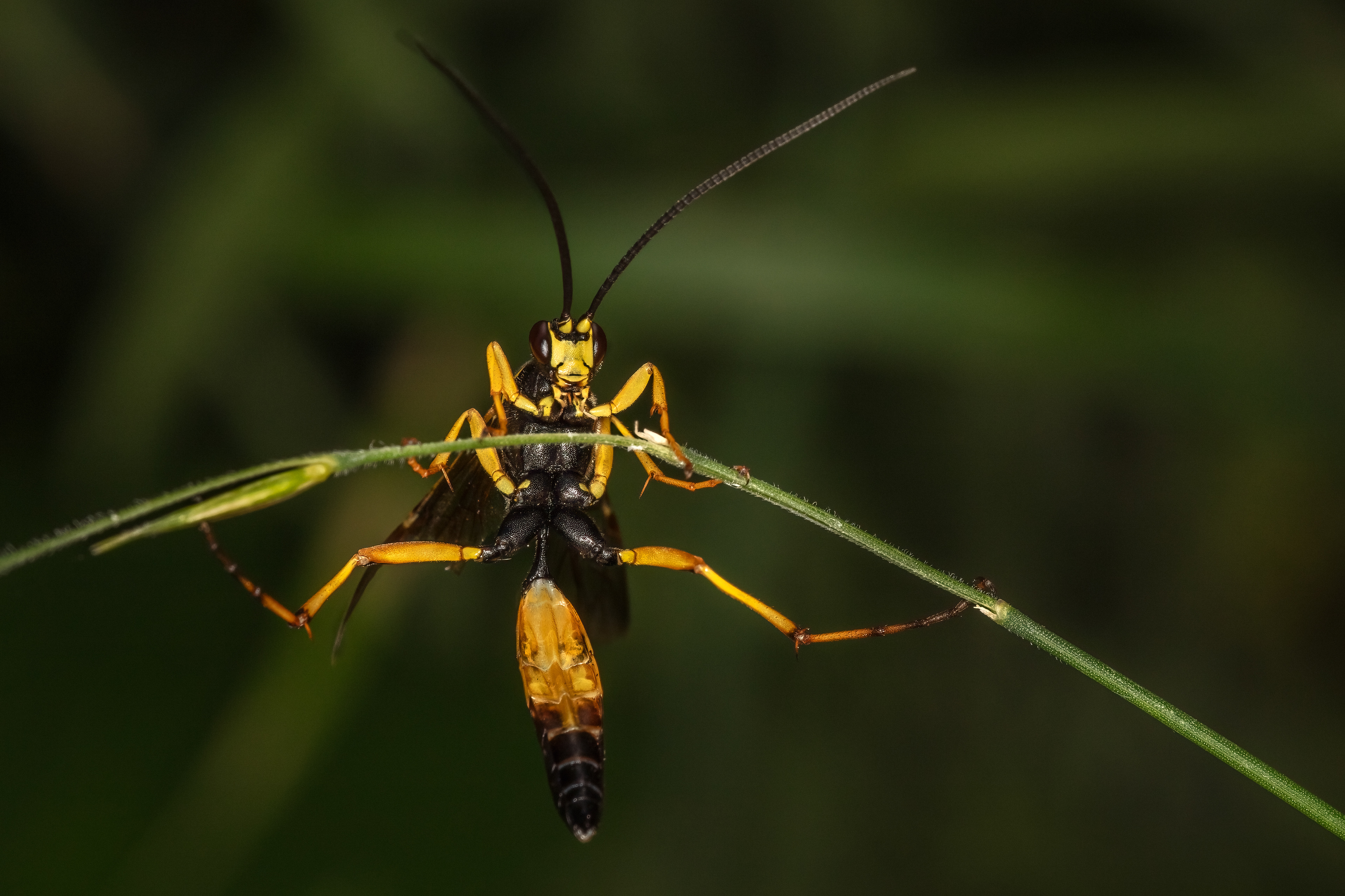 Ichneumon Wasp (Species TDB)